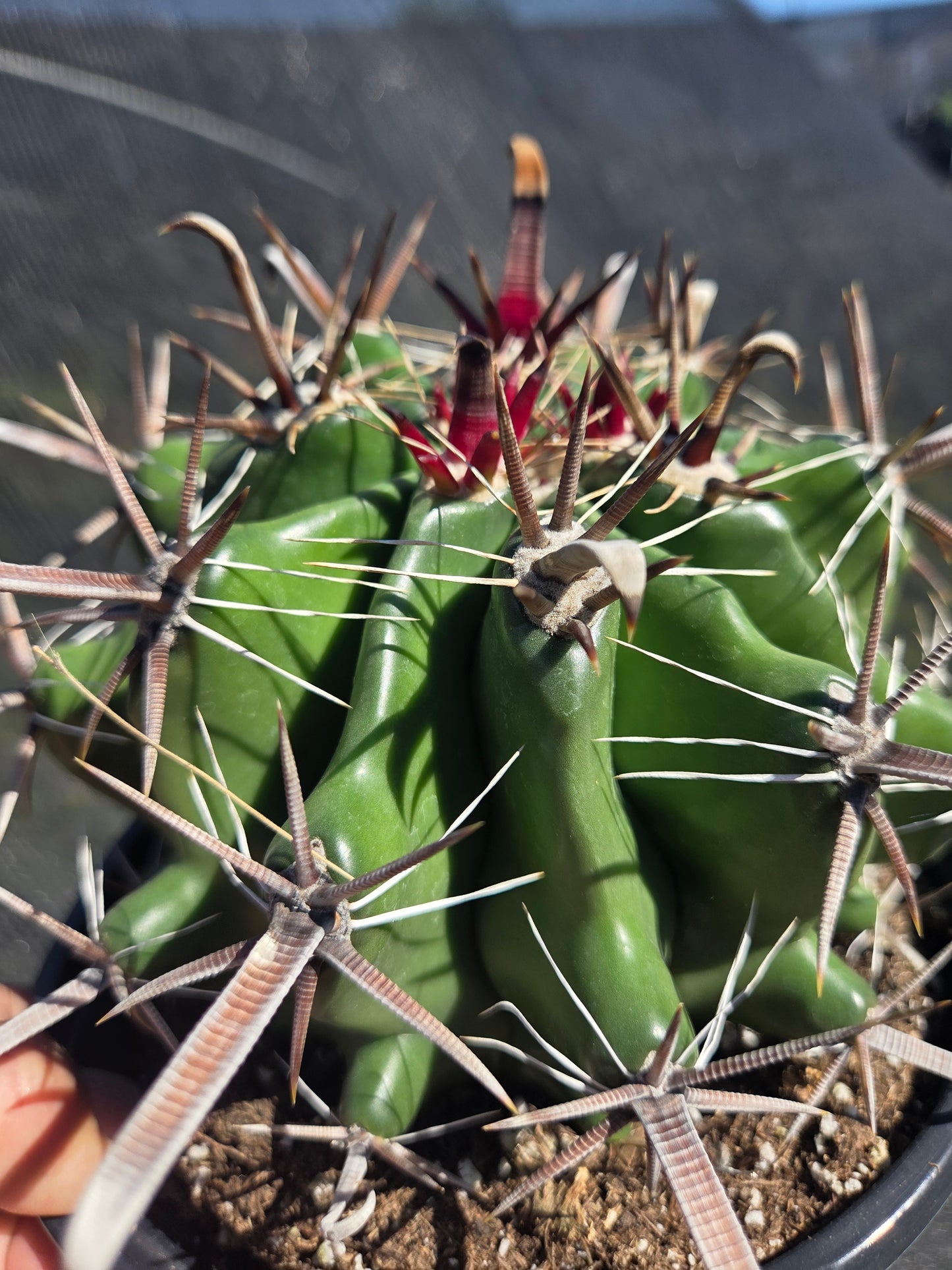 Fishhook Barrel Cactus "Ferocactus Wislizeni" (1 Gal. Pot)