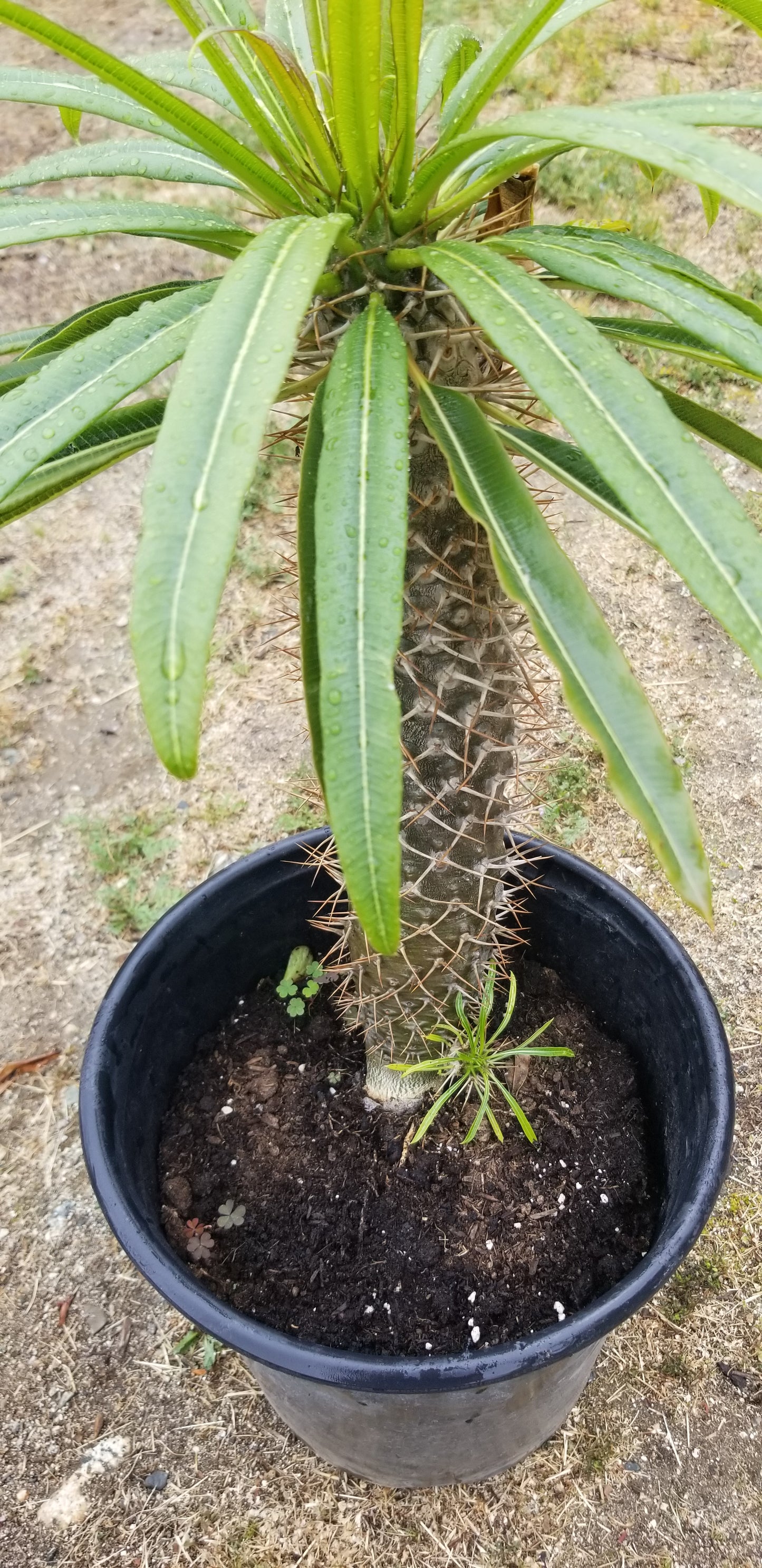 Madagascar Palm "Pachypodium Lamerei" (5 Gal. Pot)