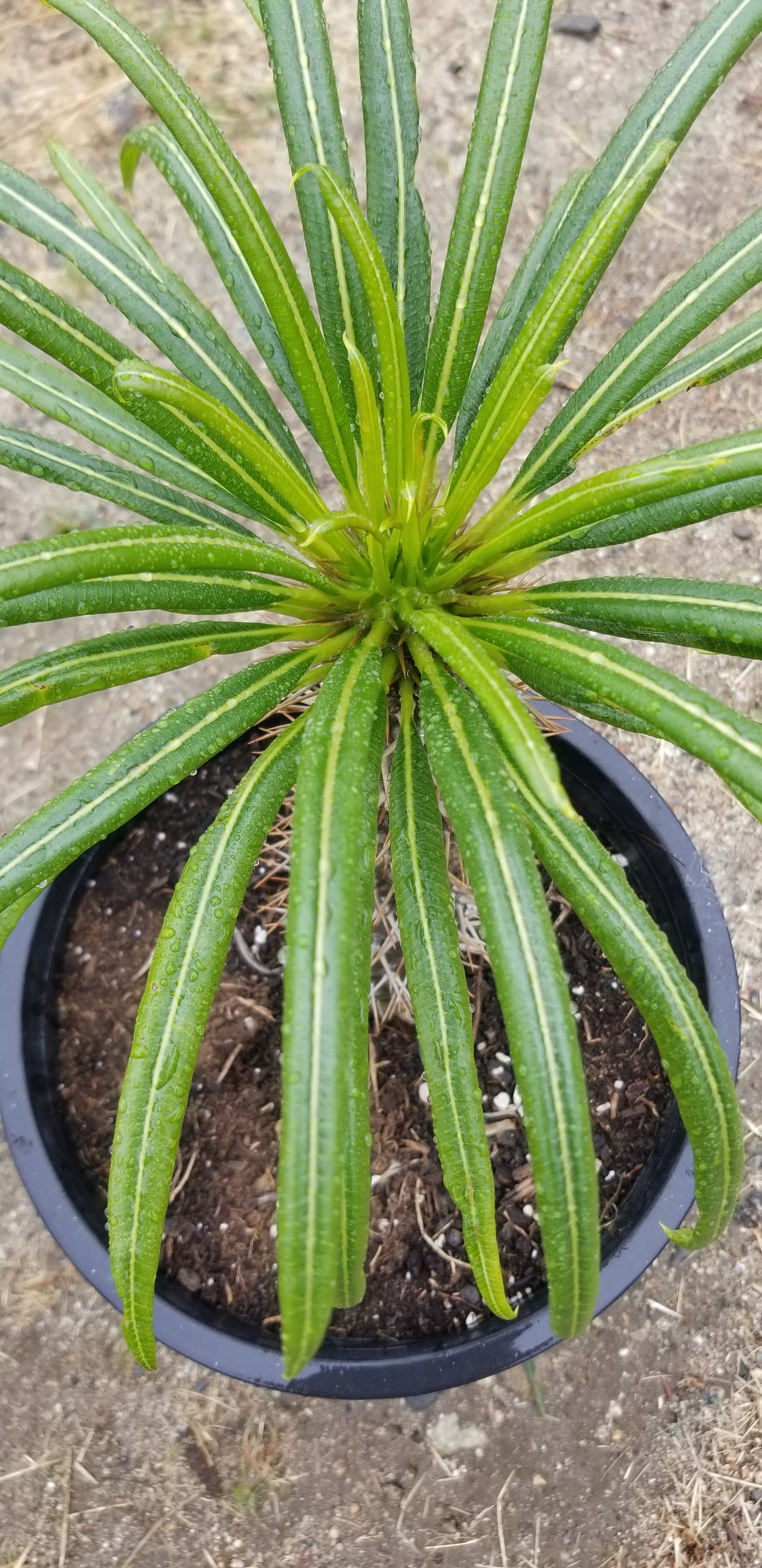 Madagascar Palm "Pachypodium Lamerei" (5 Gal. Pot)