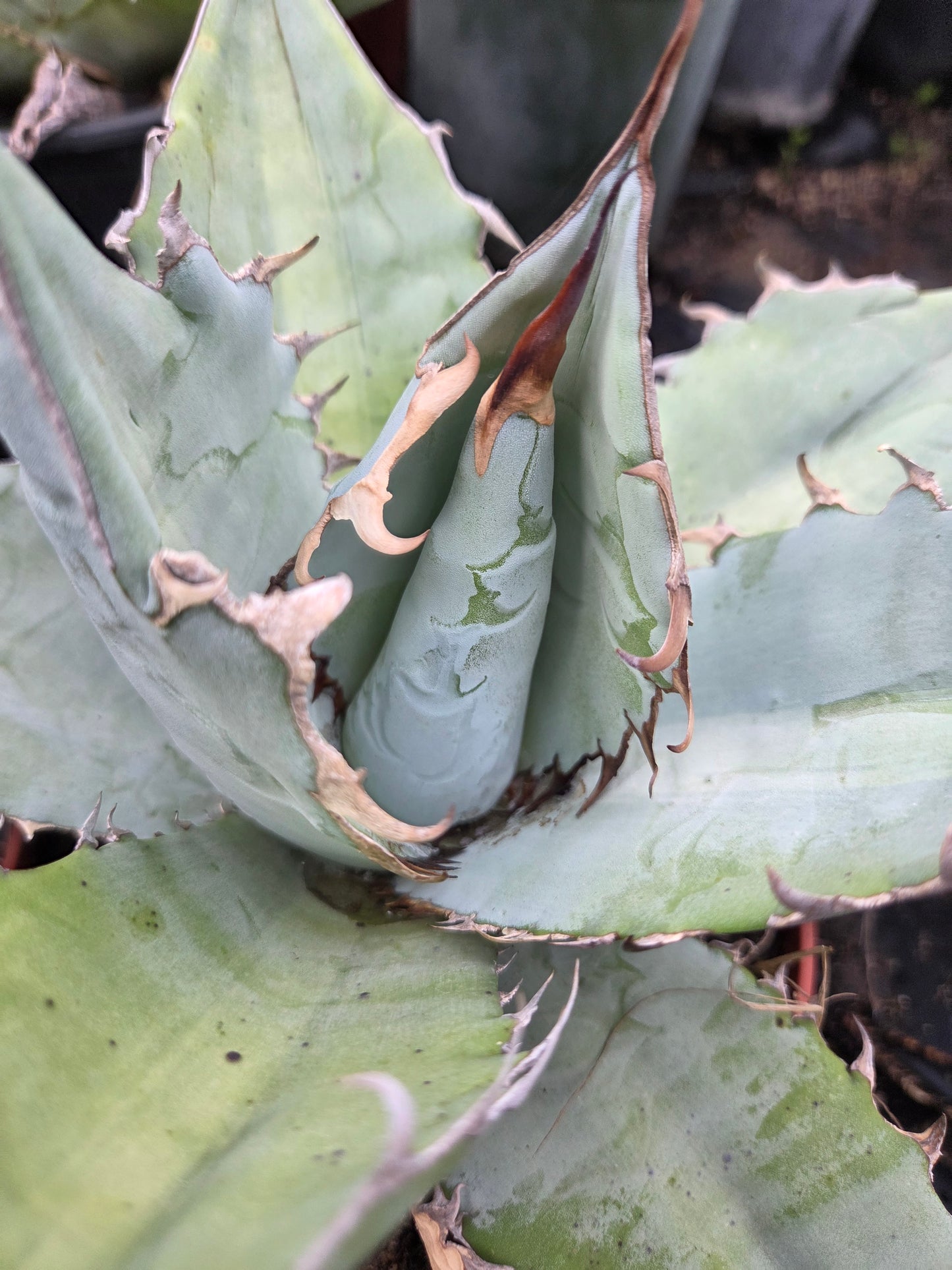 Agave Titanota "White Ice"