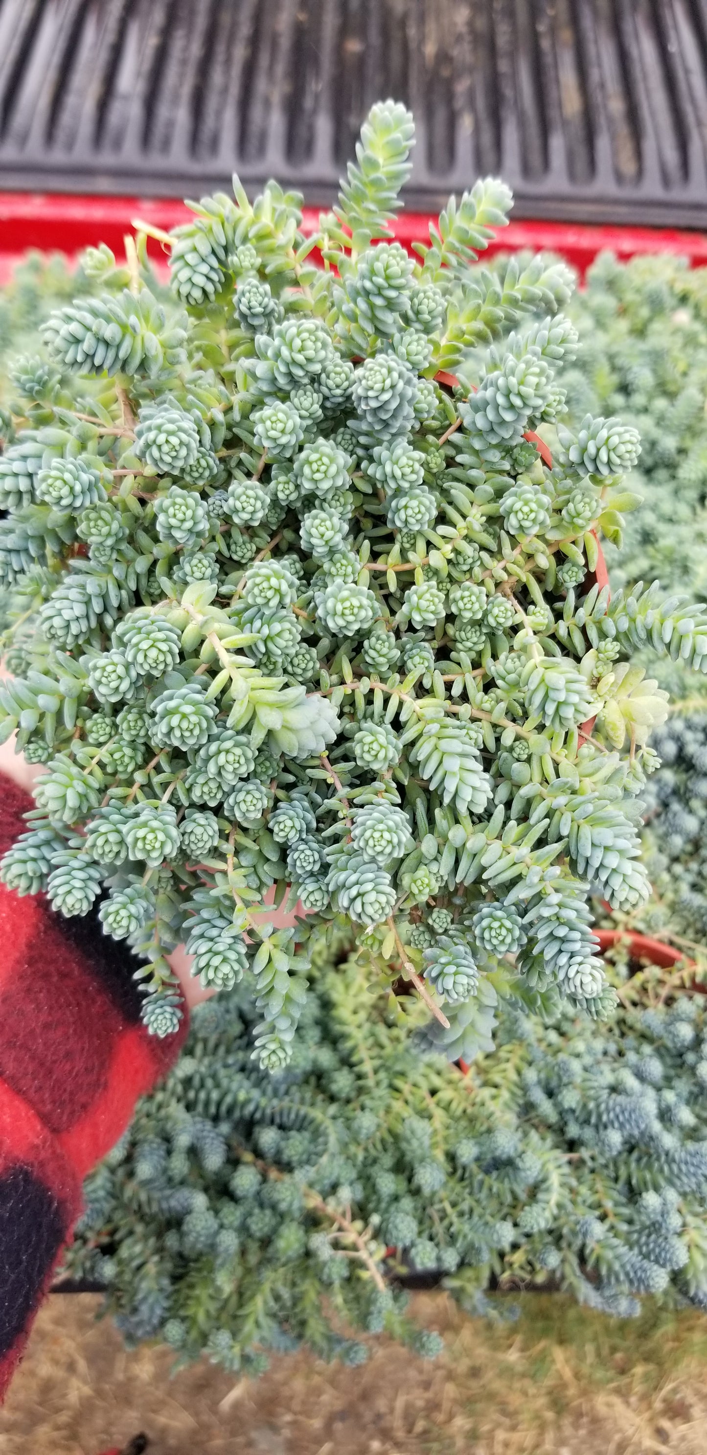 Sedum Dasyphyllum Mayor (4" pot) Succulent plant
