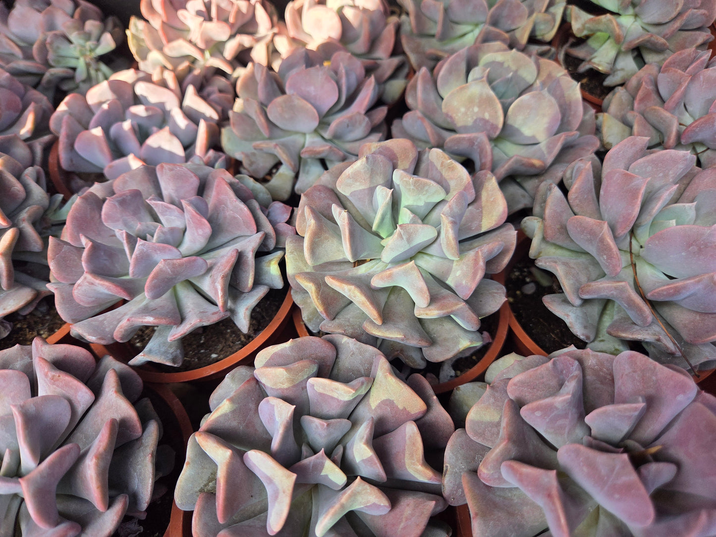 Echeveria Cubit Frost (4" pot) Succulent Plant
