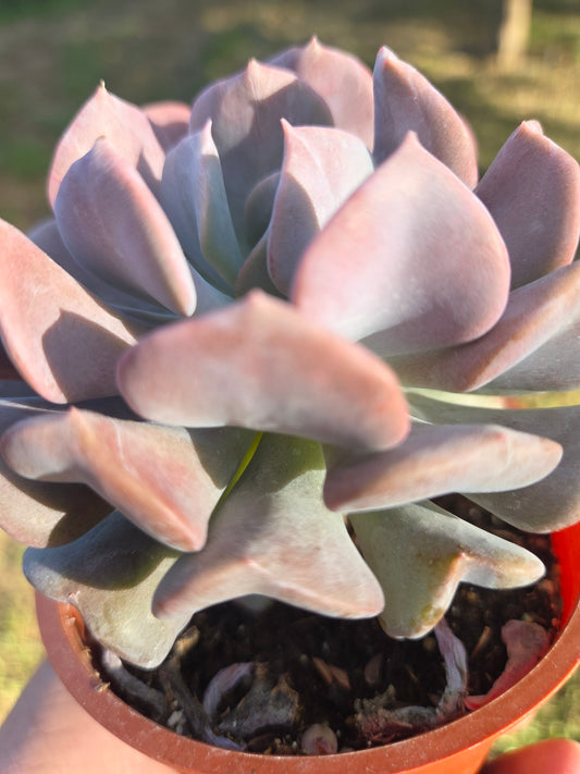 Echeveria Cubit Frost (4" pot) Succulent Plant