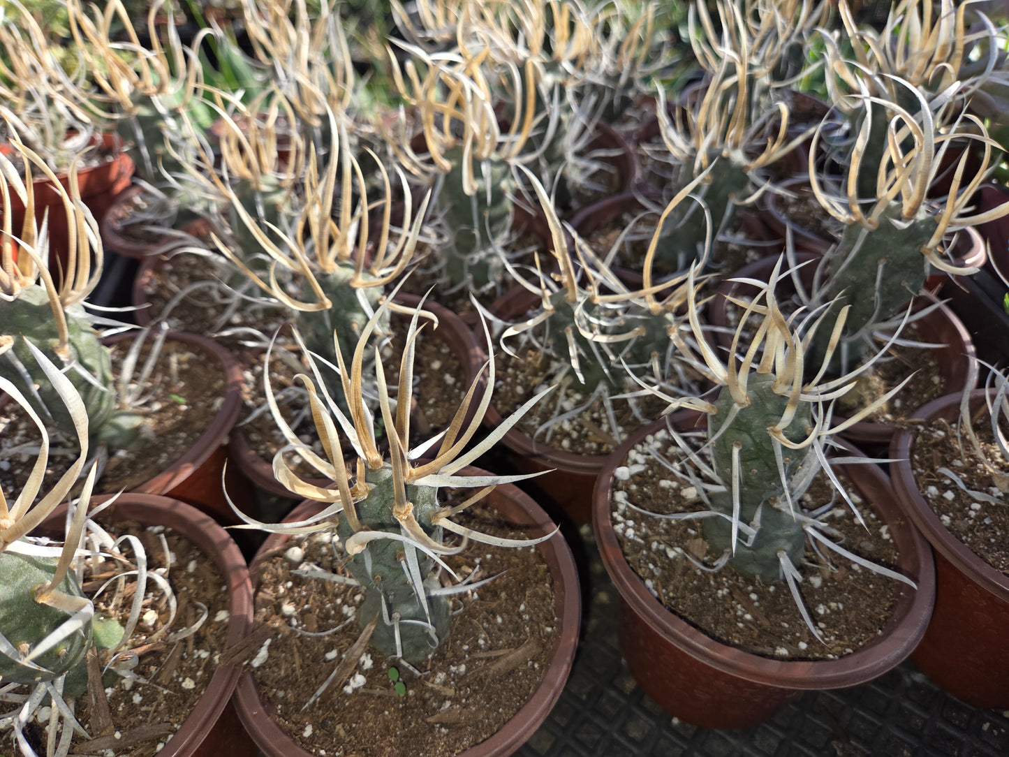 Paper Spine Cactus "Tephrocactus Articulatus" (4" pot)