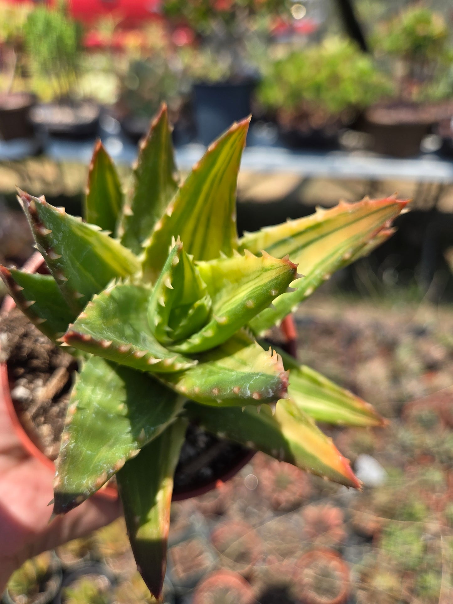 Aloe Nobilis Variegated (4" pot) succulent plant