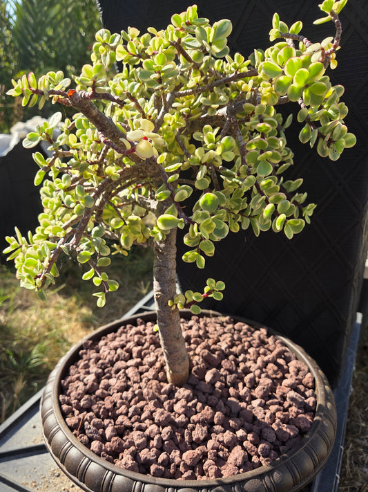 Portulacaria Afra Variegated Tree " Variegated Elephant Bush Tree" Bonsai Tree
