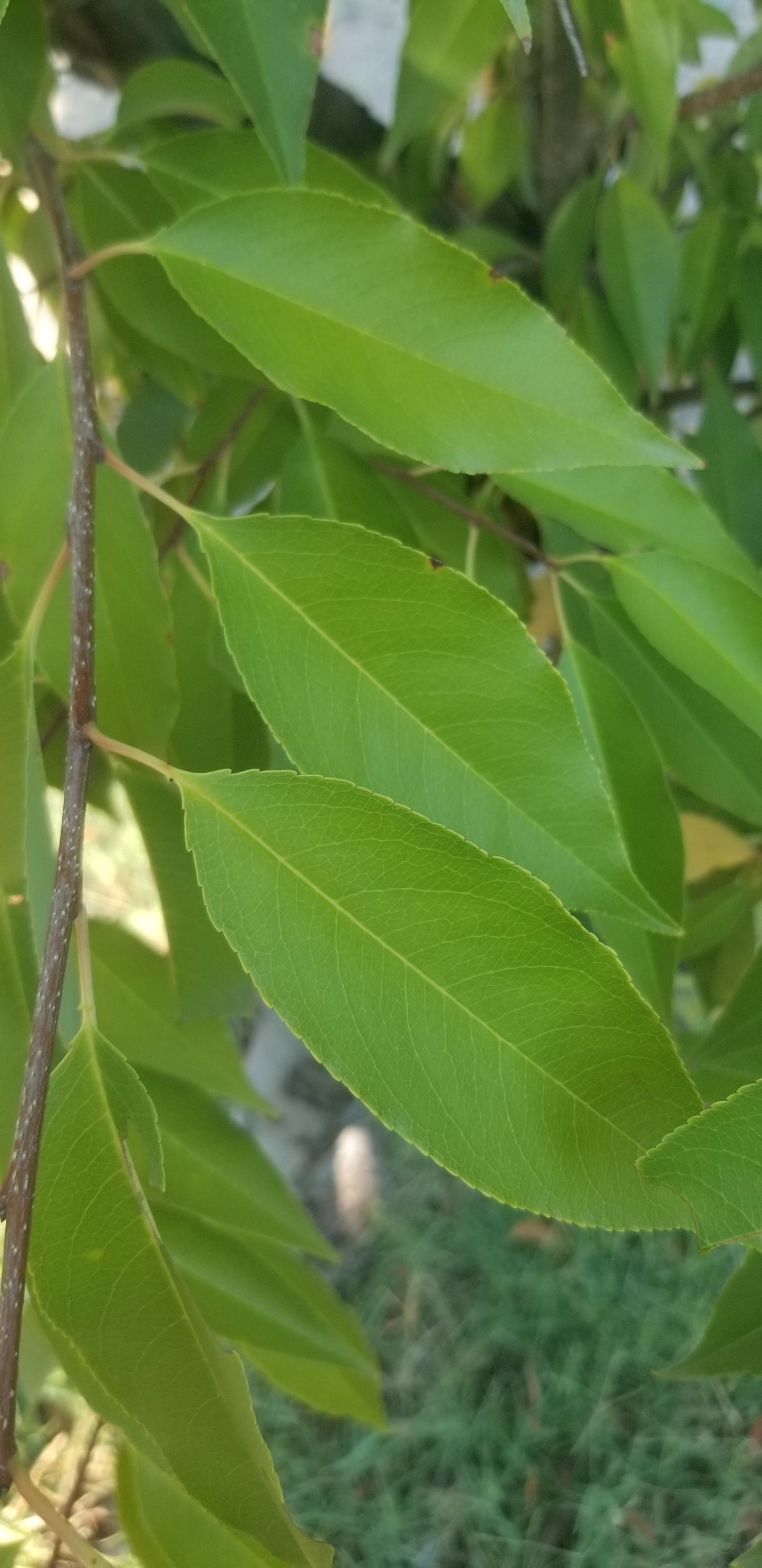 Guava Leaves (qty:100) 100 Hojas de Guayaba