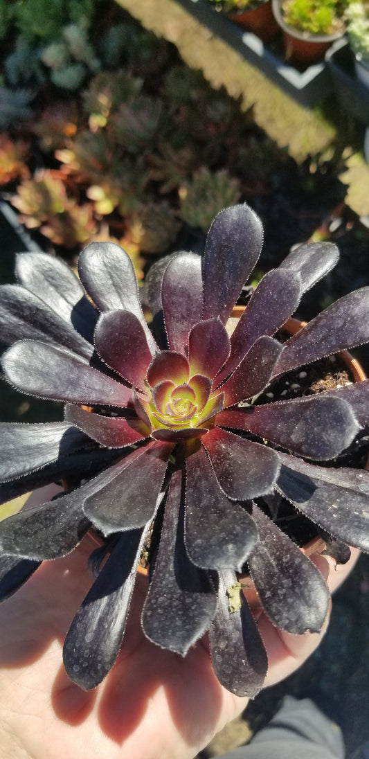 Aeonium Zwartkop "Black Prince" (4" pot)
