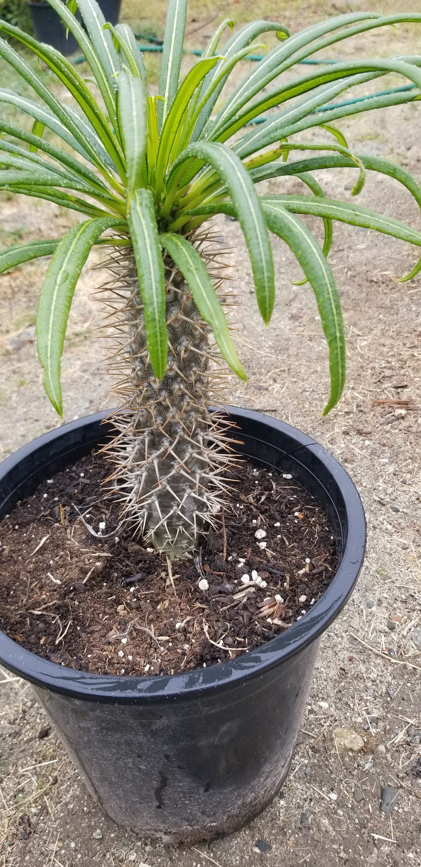 Madagascar Palm "Pachypodium Lamerei" (5 Gal. Pot)