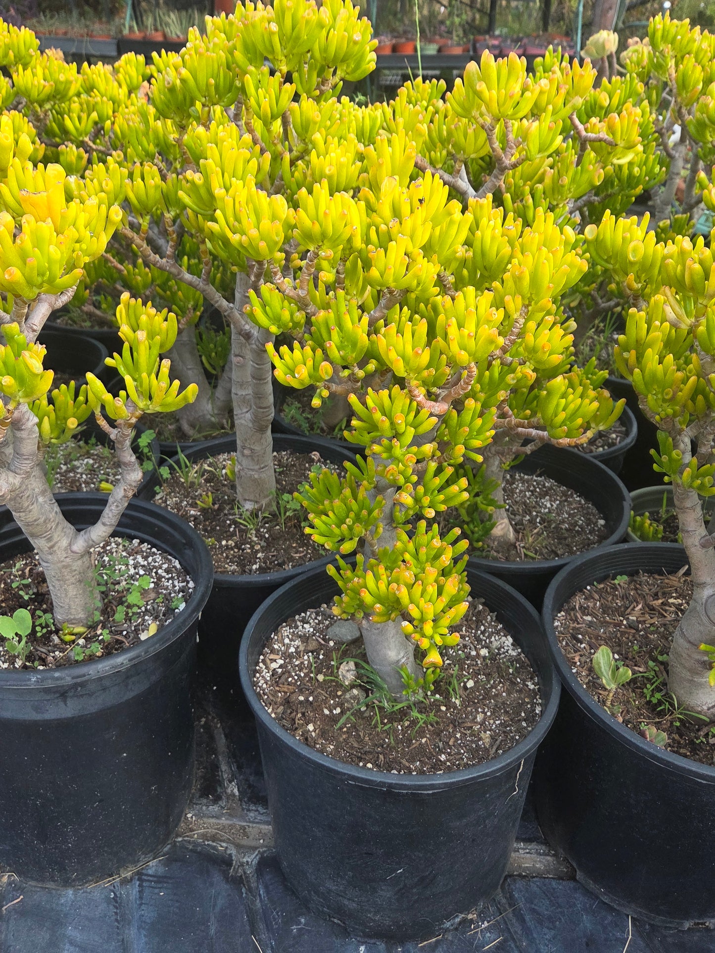 Crassula Ovata Gollum Tree