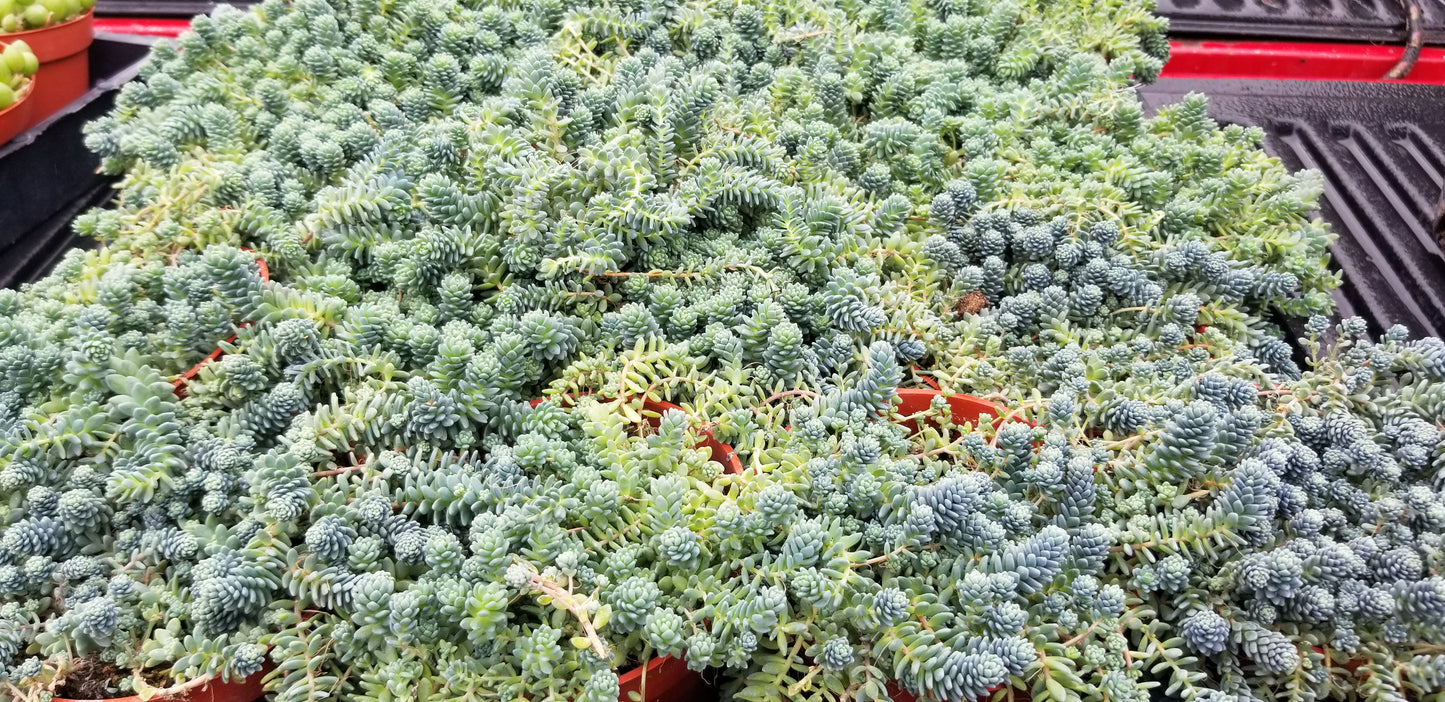 Sedum Dasyphyllum Mayor (4" pot) Succulent plant