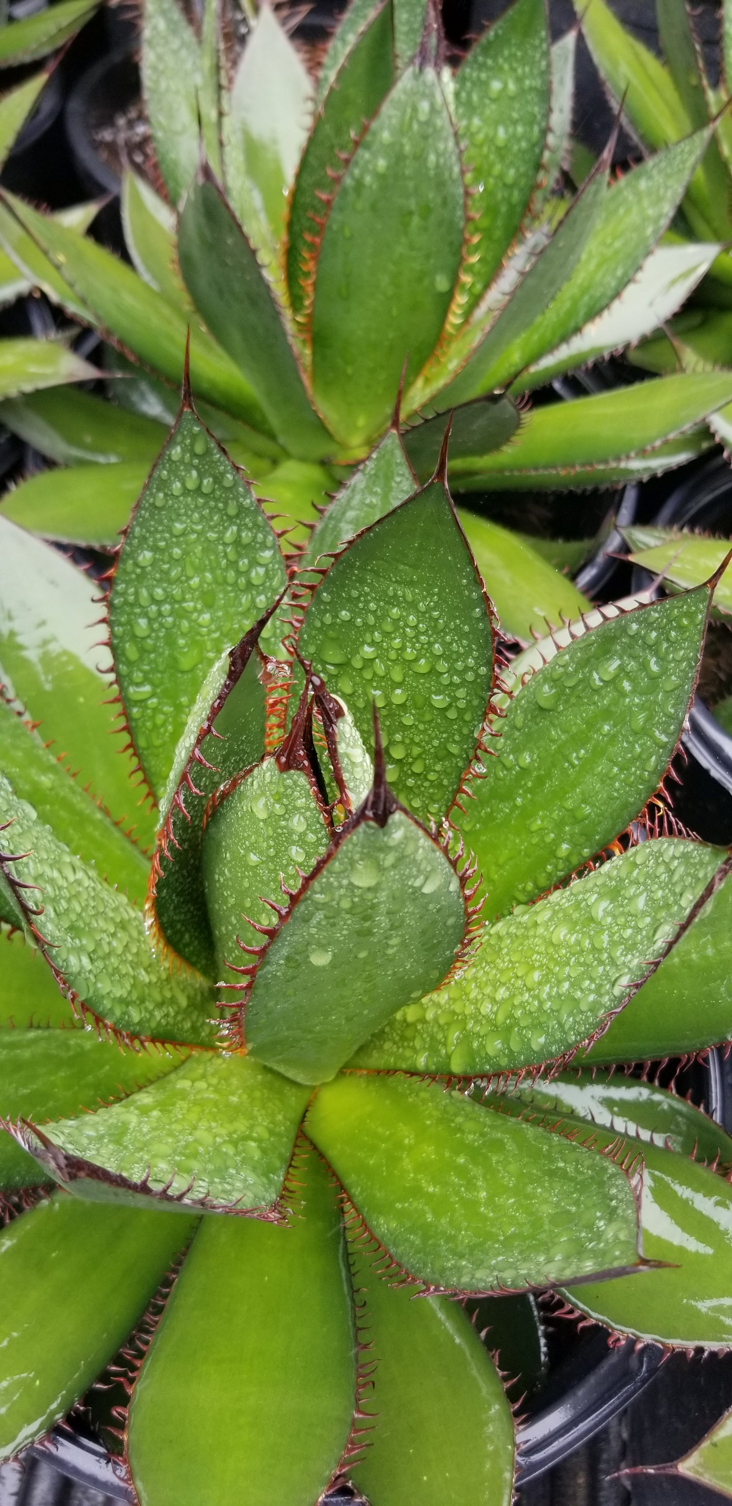 Agave Horrida (5 Gal. Pot)