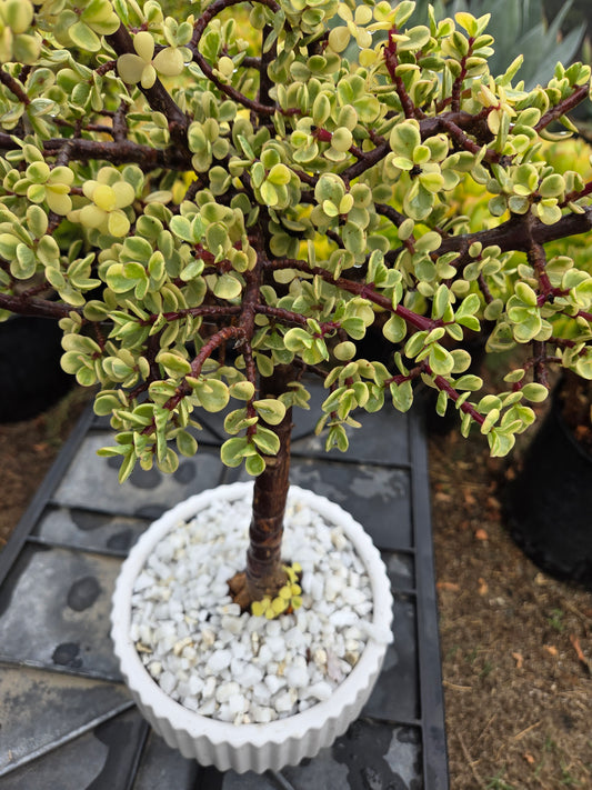 Portulacaria Afra Variegated Tree " Variegated Elephant Bush Tree" Bonsai Tree