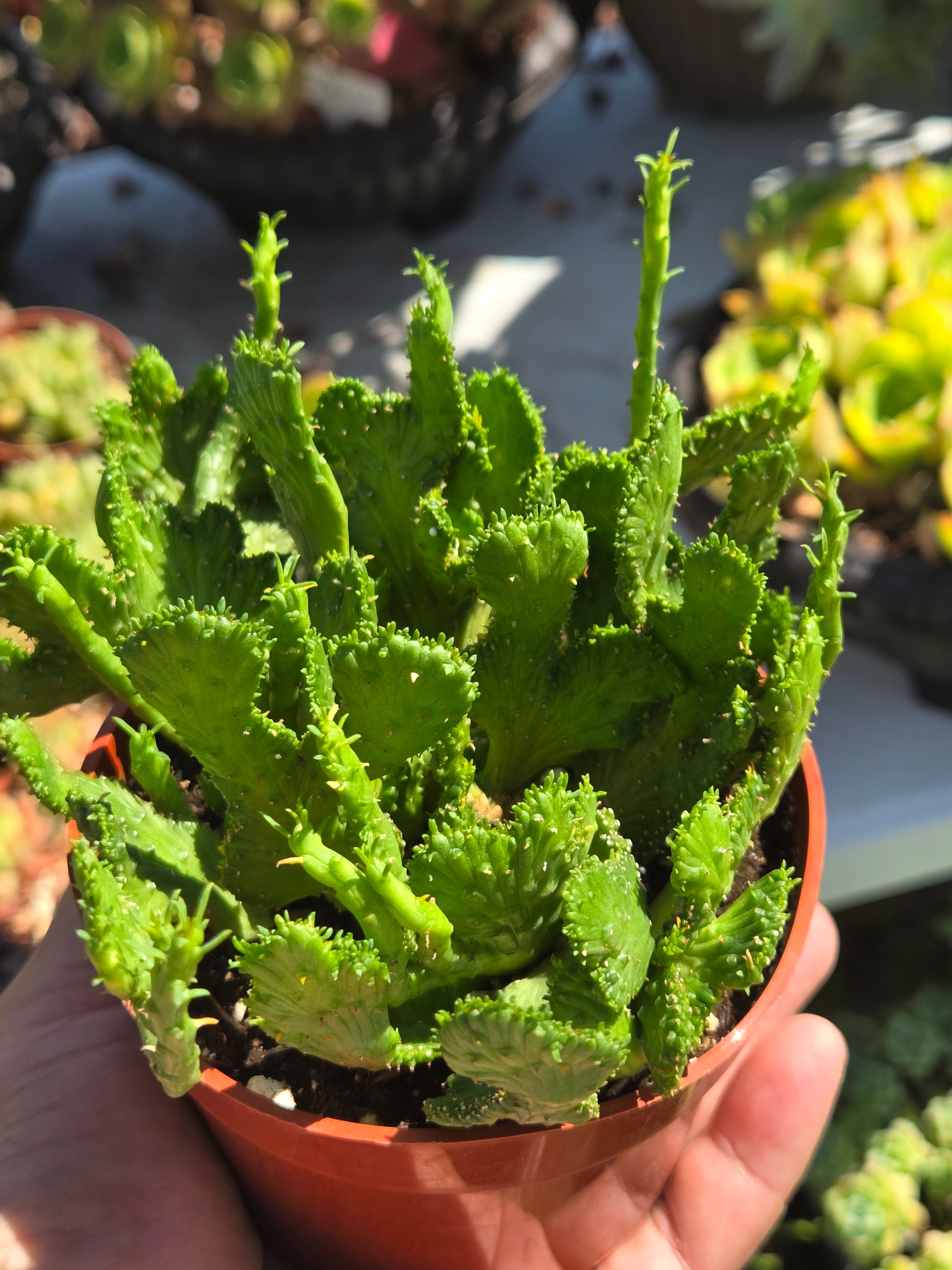 crested medusa succulent 4" Euphorbia Flanaganii Medusa Crested