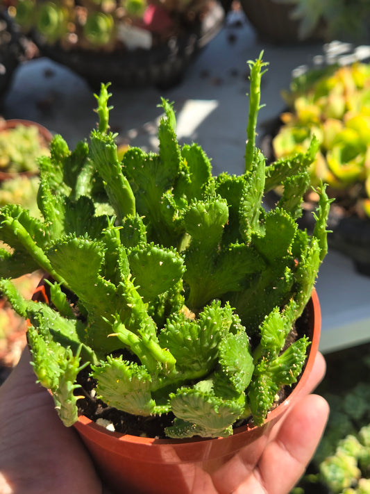4" Euphorbia Flanaganii Medusa Crested
