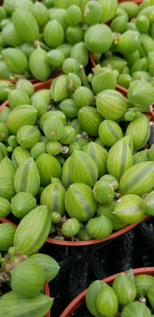 Strings of Watermelons, "Curio Herreanus (4" pot) succulent plant