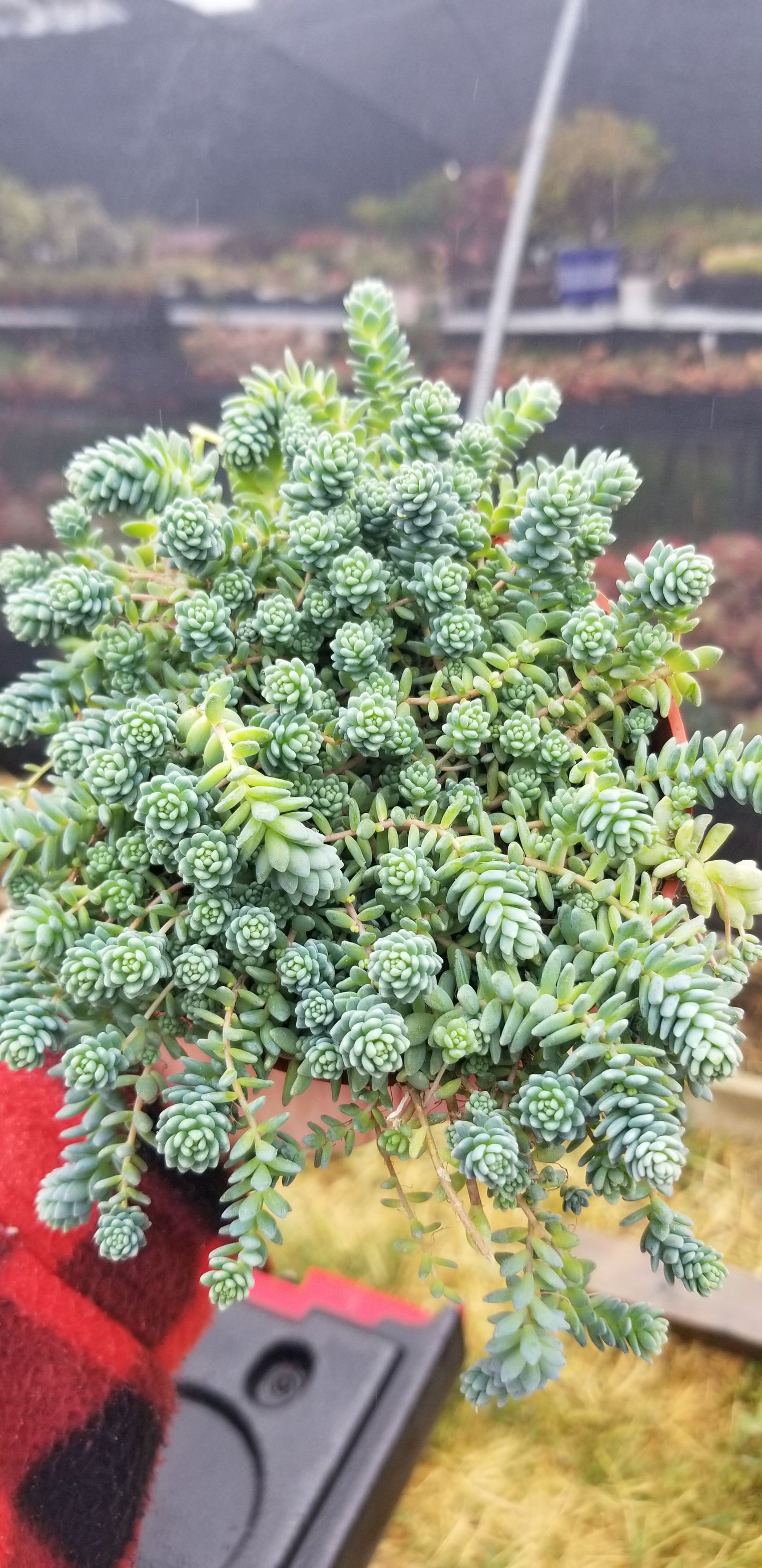 Sedum Dasyphyllum Mayor (4" pot) Succulent plant