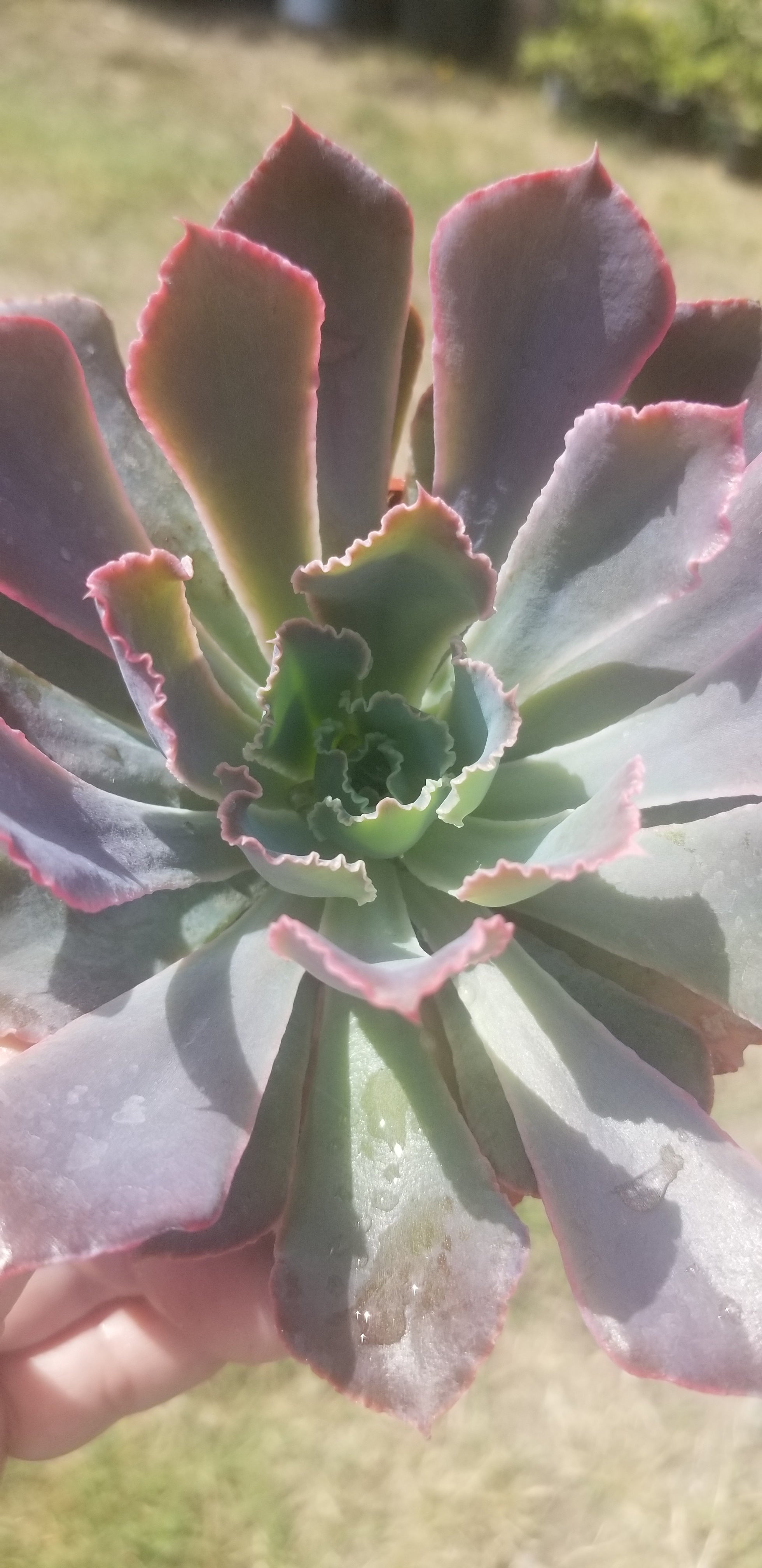 neon succulents 4" Echeveria Neon Breakers – Beaultiful Desert Plants