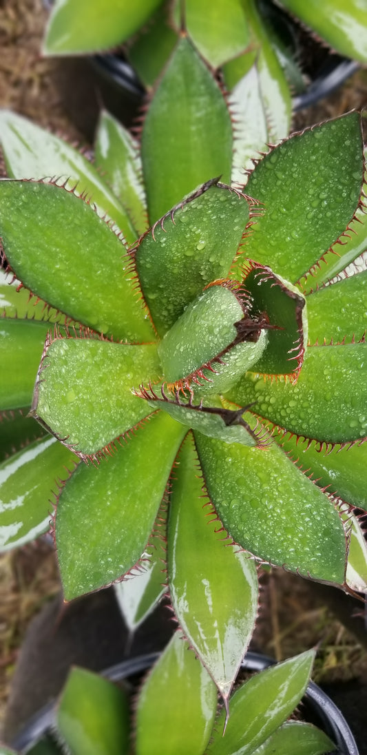 Agave Horrida (5 Gal. Pot)