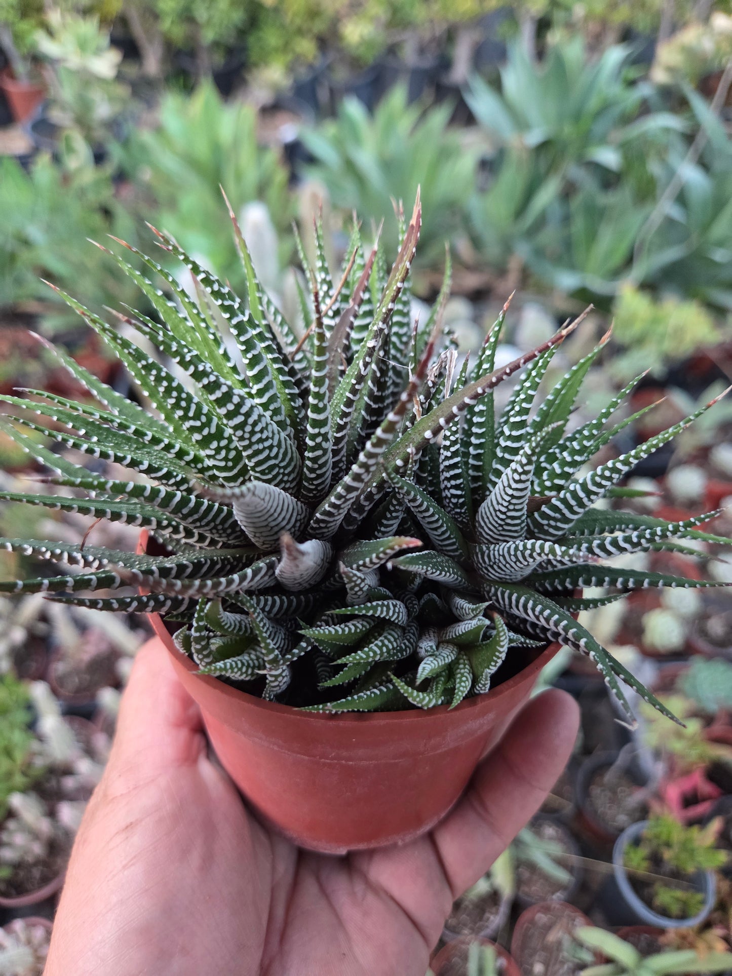 Haworthia Fasciata Zebra (4" pot)