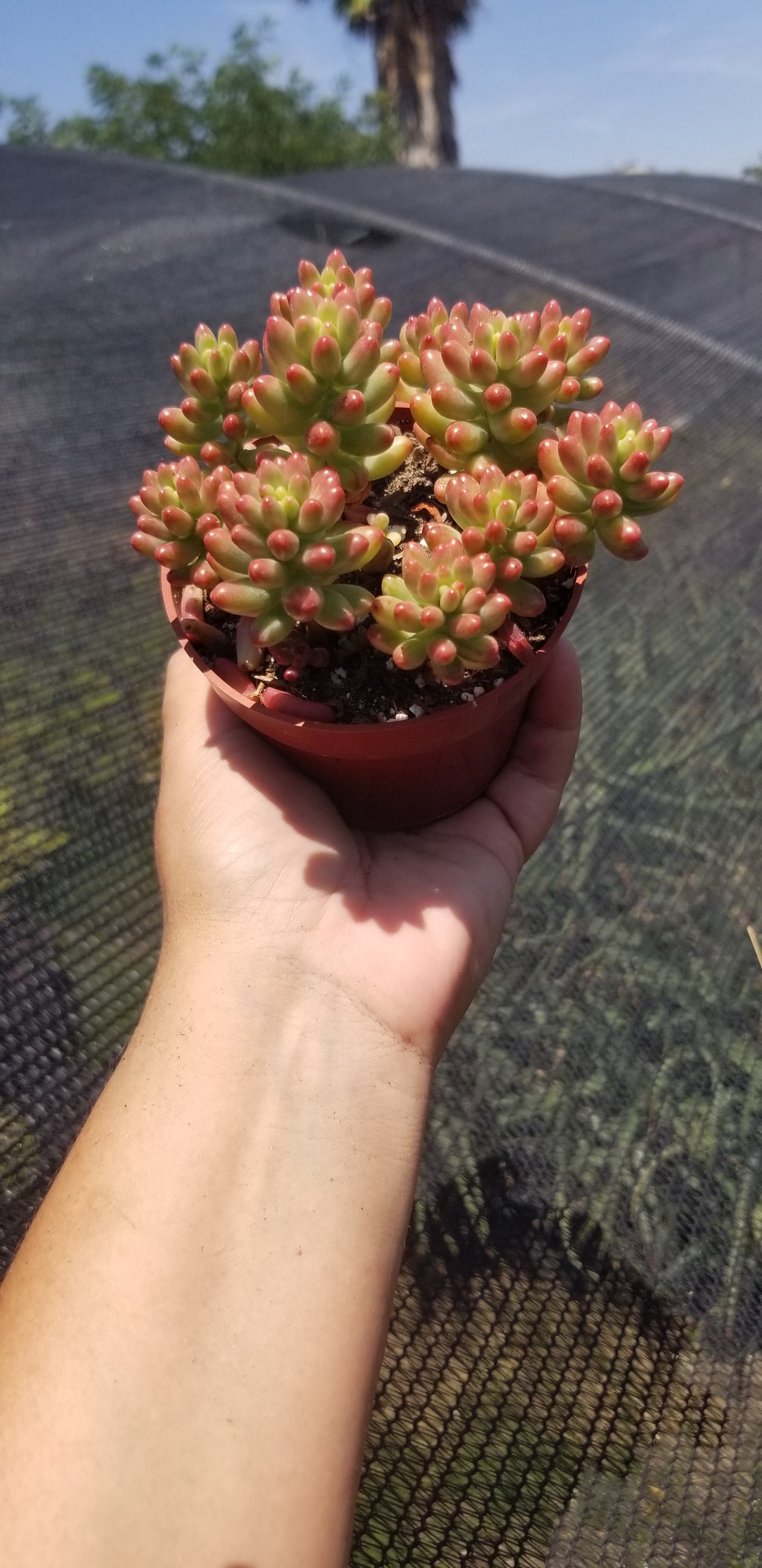 Sedum Rubrotictum "Aurora"