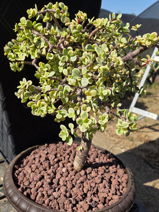 Portulacaria Afra Variegated Tree " Variegated Elephant Bush Tree" Bonsai Tree