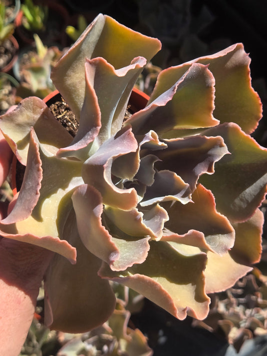 Echeveria Violacina (4" pot)
