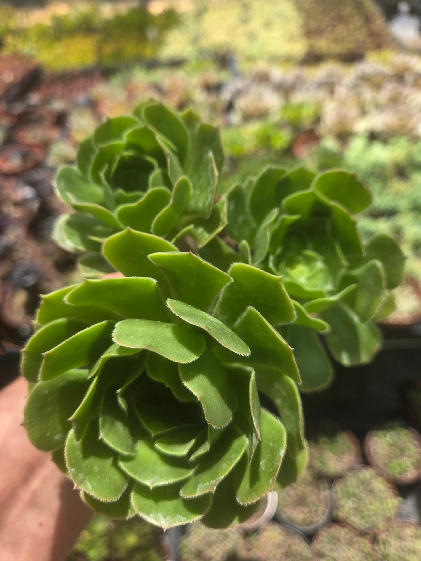 4" Green Aeonium Arboreum (3 rossetas in each pot) Succulent plant