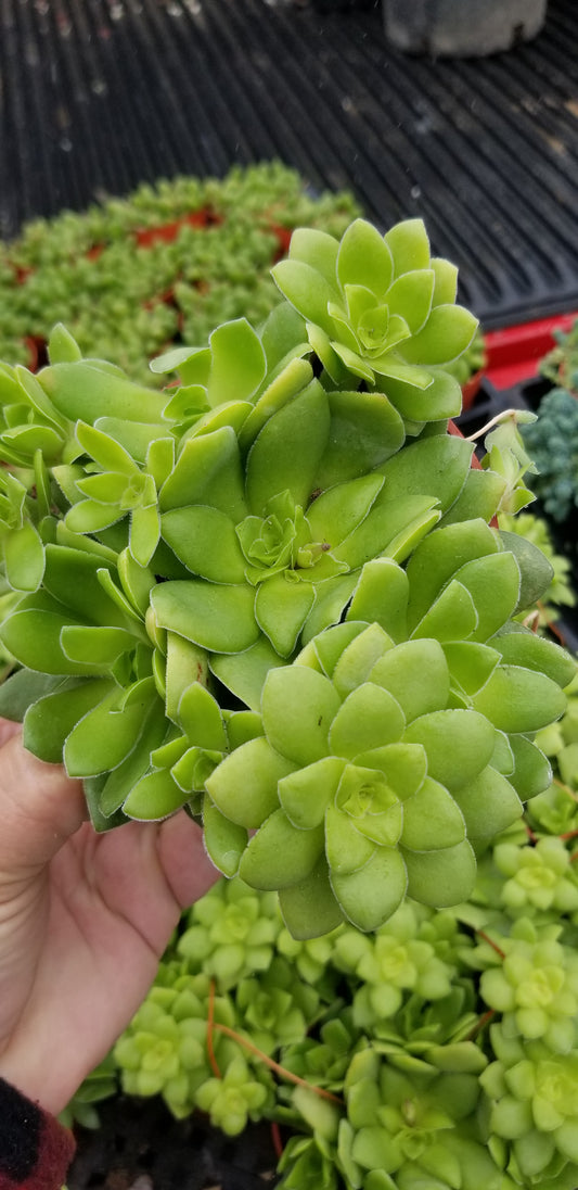 Crassula Orbicularis (4" pot) Succulent plant