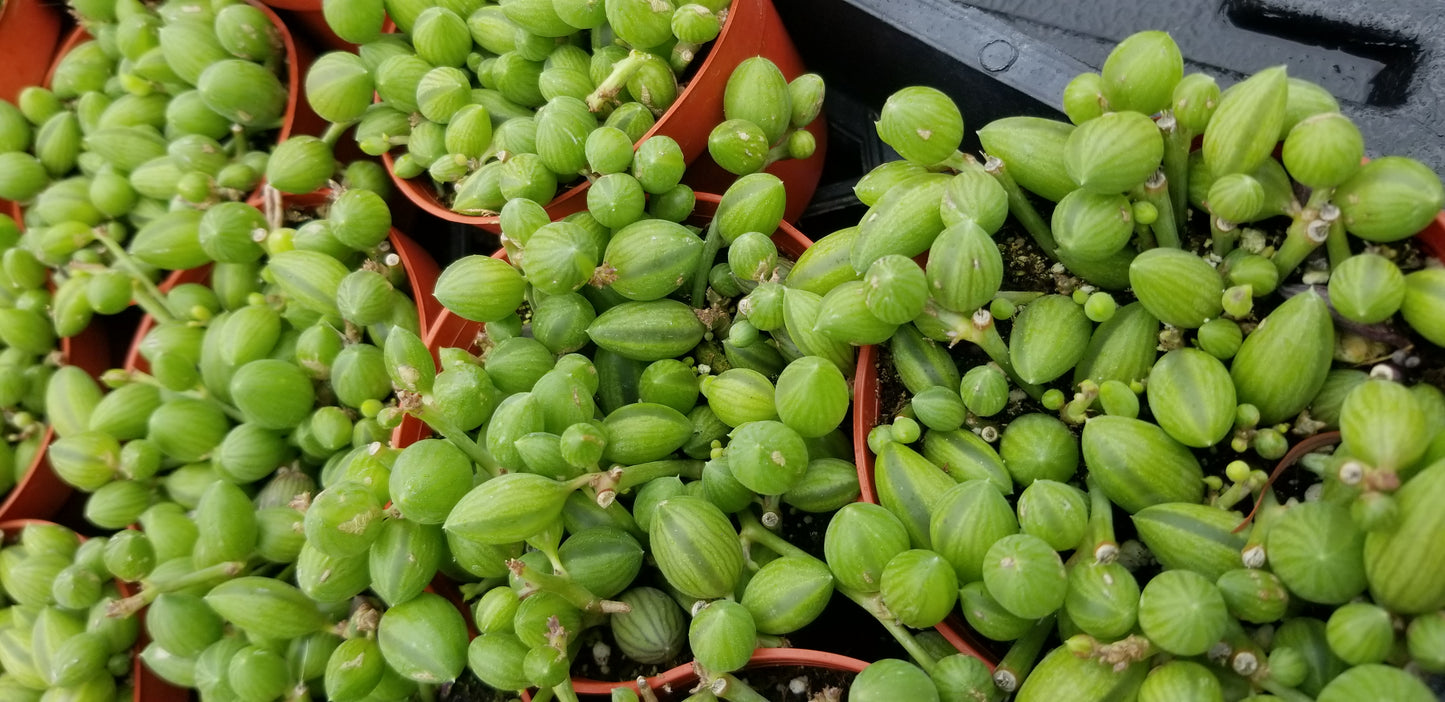 Strings of Watermelons, "Curio Herreanus (4" pot) succulent plant