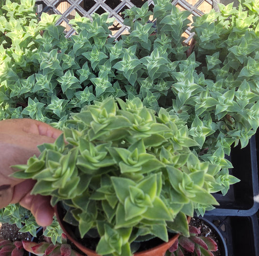 Crassula Perfolata Variegated "Strings of Bottons Variegated (4" pot) Succulent Plant