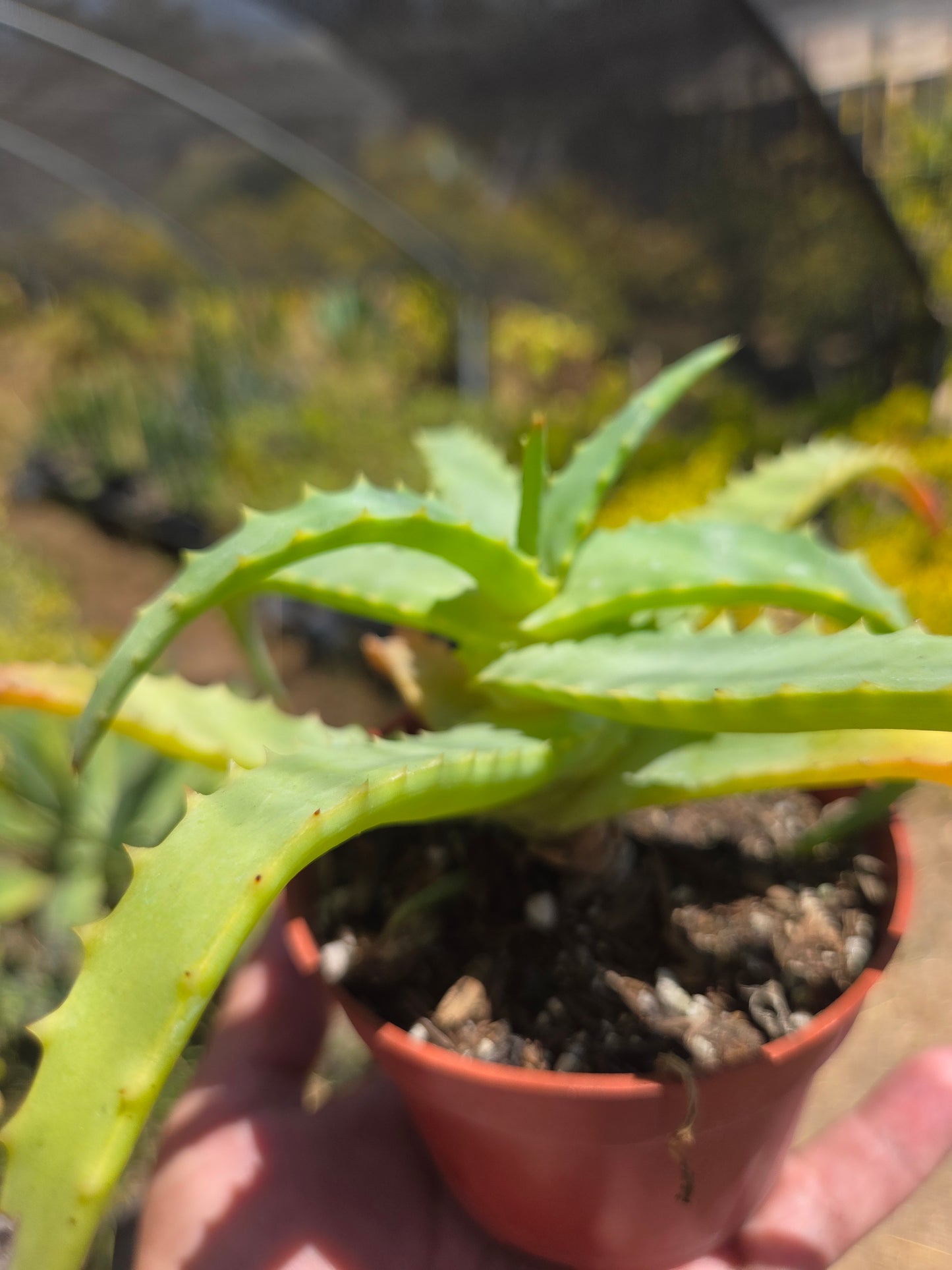 Aloe Arborenscens (4" pot)