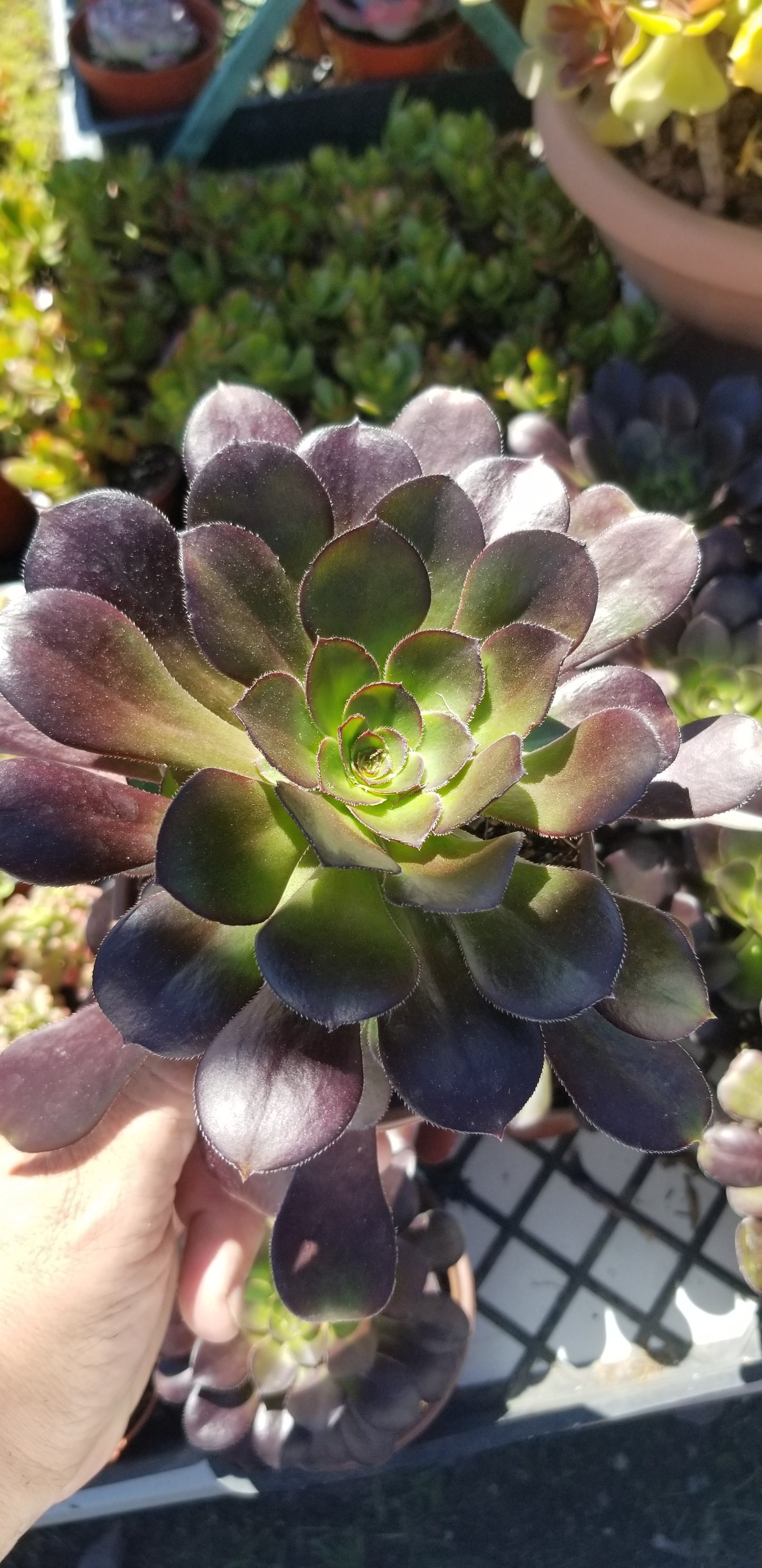 Aeonium Garnet (4" pot) Succulent Plant