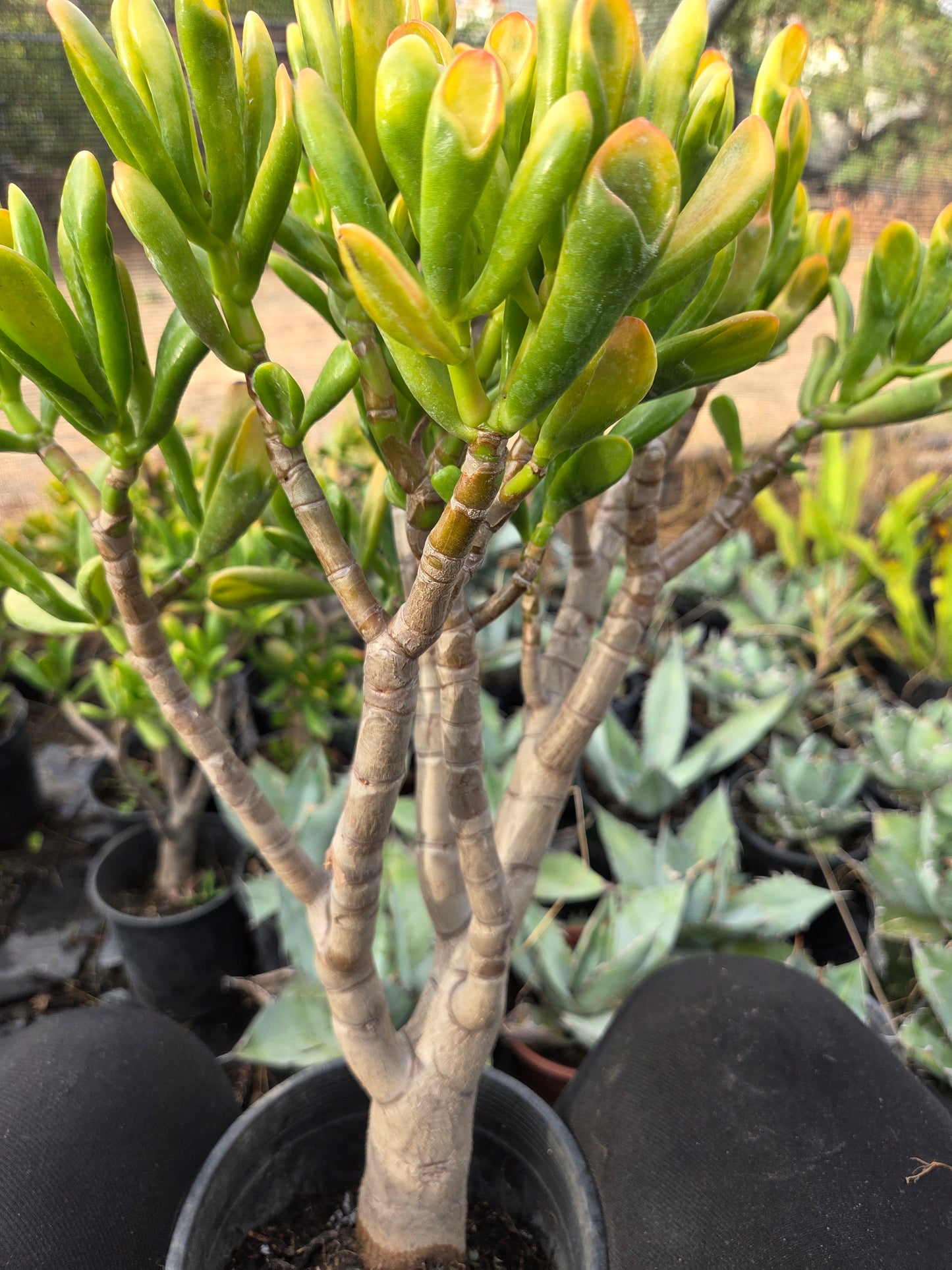 Crassula Ovata Hobbit Sunset Tree, Bonsai Tree