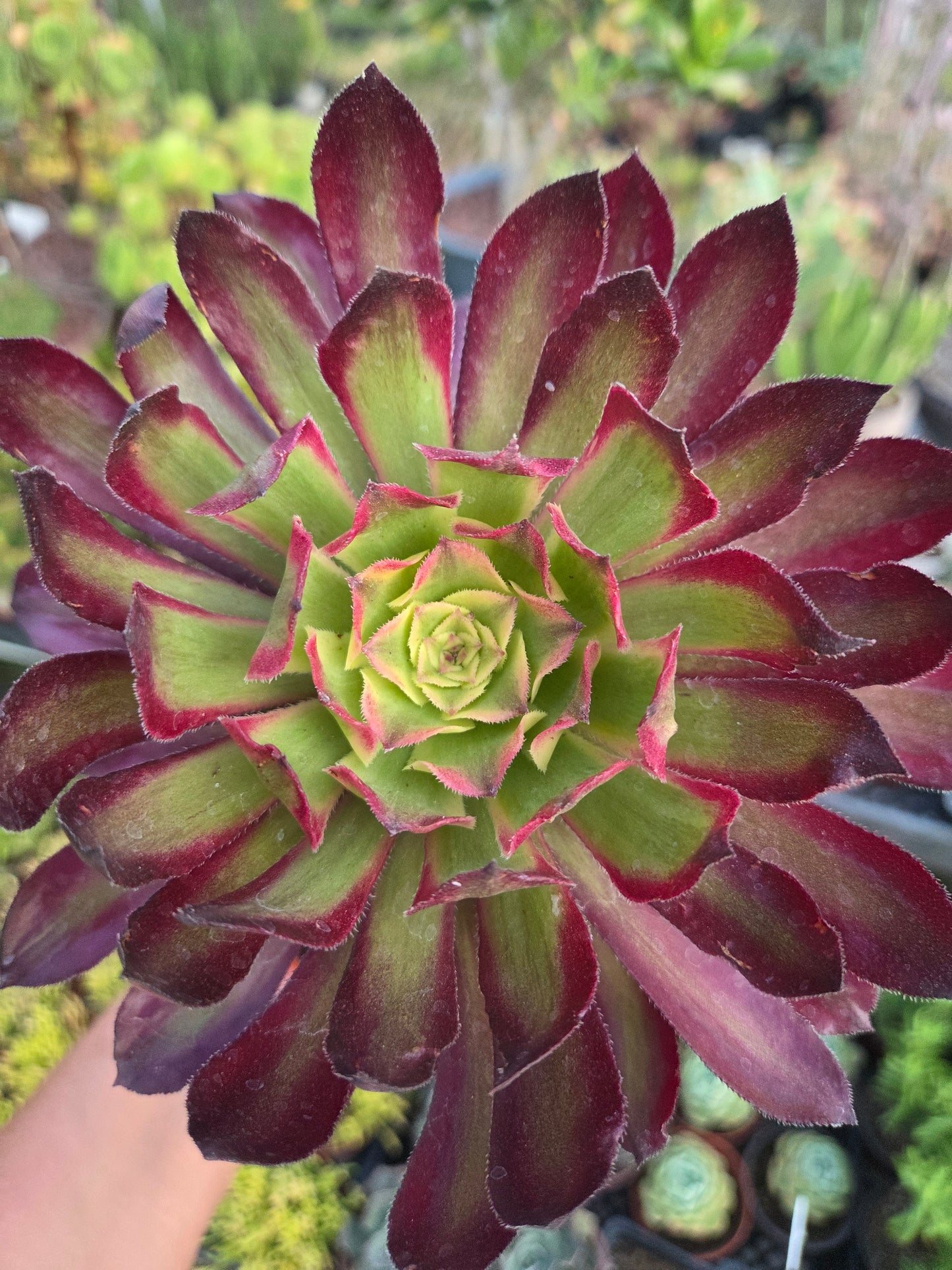 Aeonium Mardigrass (6" pot) Succulent Plant
