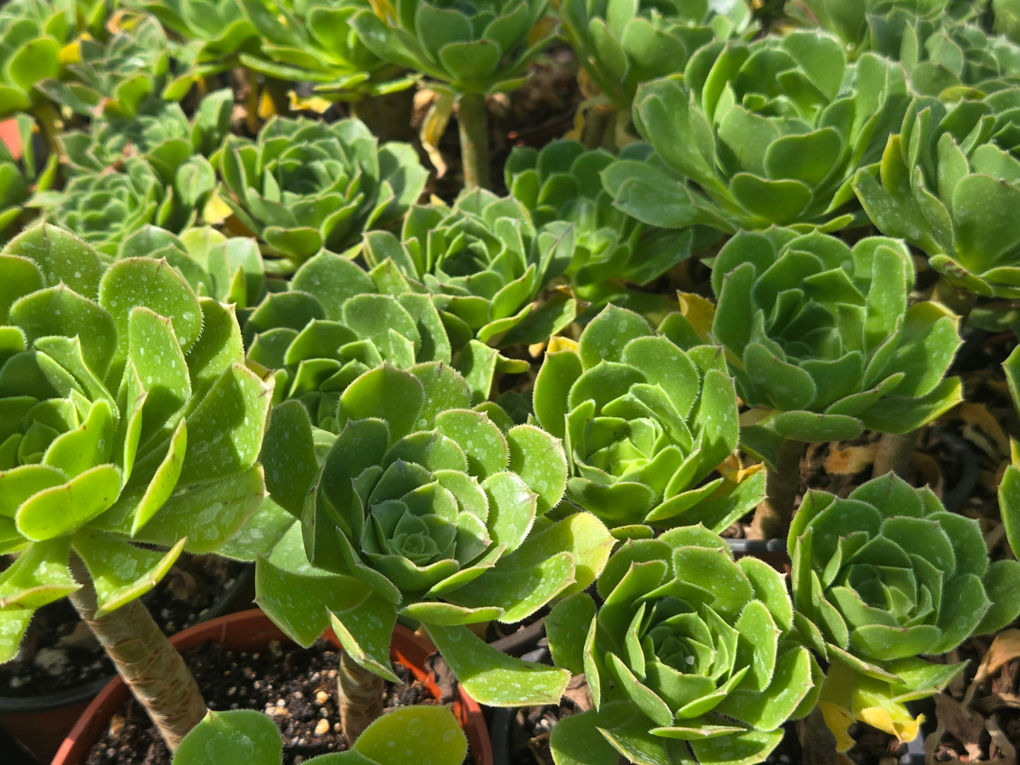 4" Green Aeonium Arboreum (3 rossetas in each pot) Succulent plant
