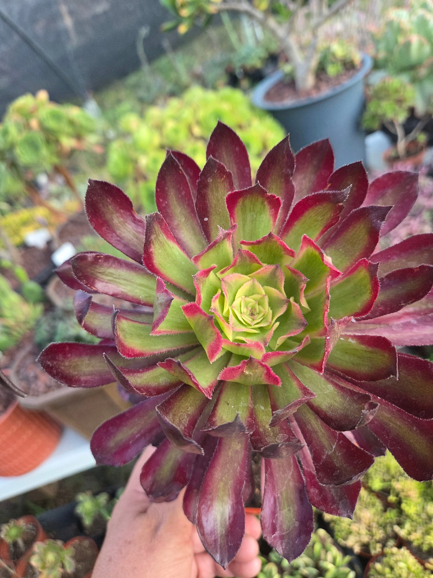 Aeonium Mardigrass (6" pot) Succulent Plant
