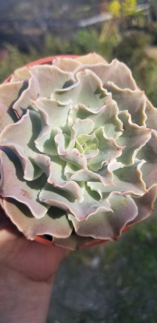 Echeveria Blue Waves, Succulent Plant (4" pot)