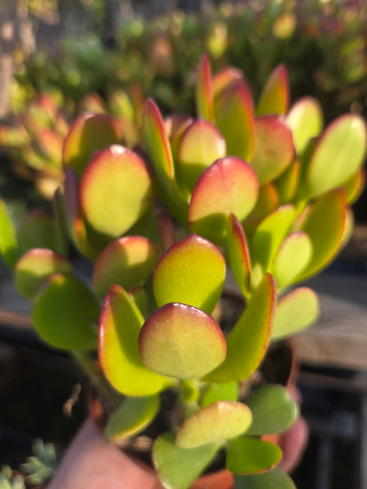 Crassula Ovata Jade (4"pot)
