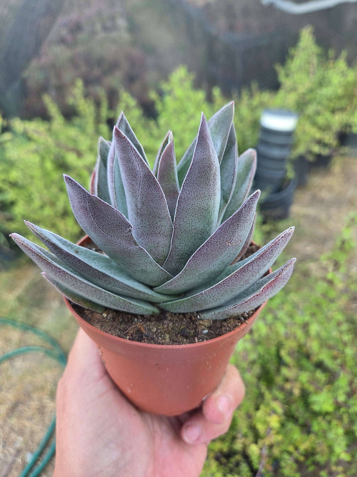 Crassula Garnet Lotus (4" pot) Succulent Plant