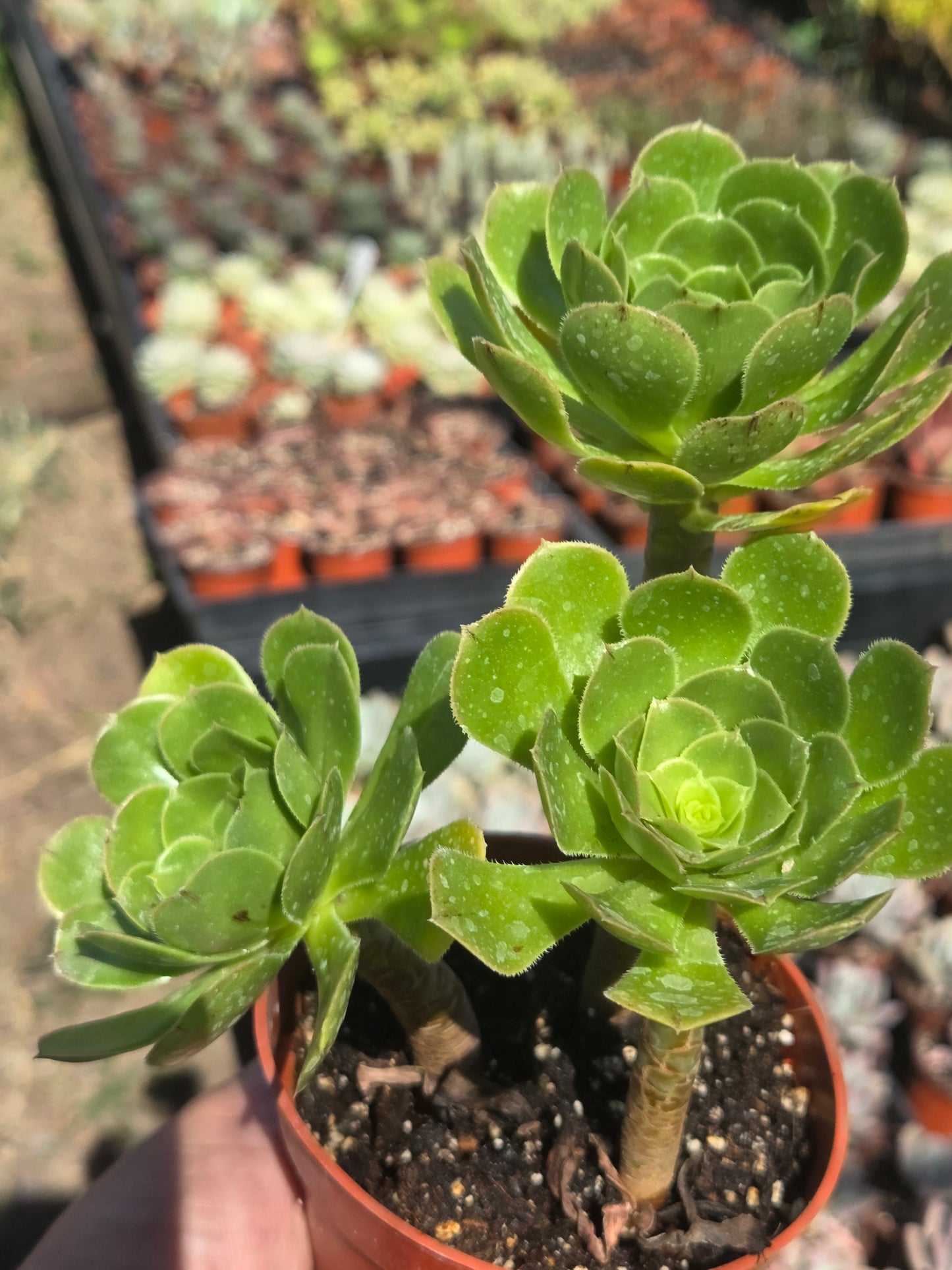 4" Green Aeonium Arboreum (3 rossetas in each pot) Succulent plant