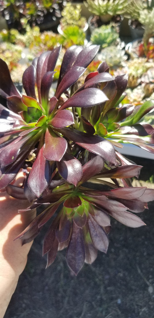 Aeonium Arboreum Atropurpureum (3 rossetas in each 4" pot)