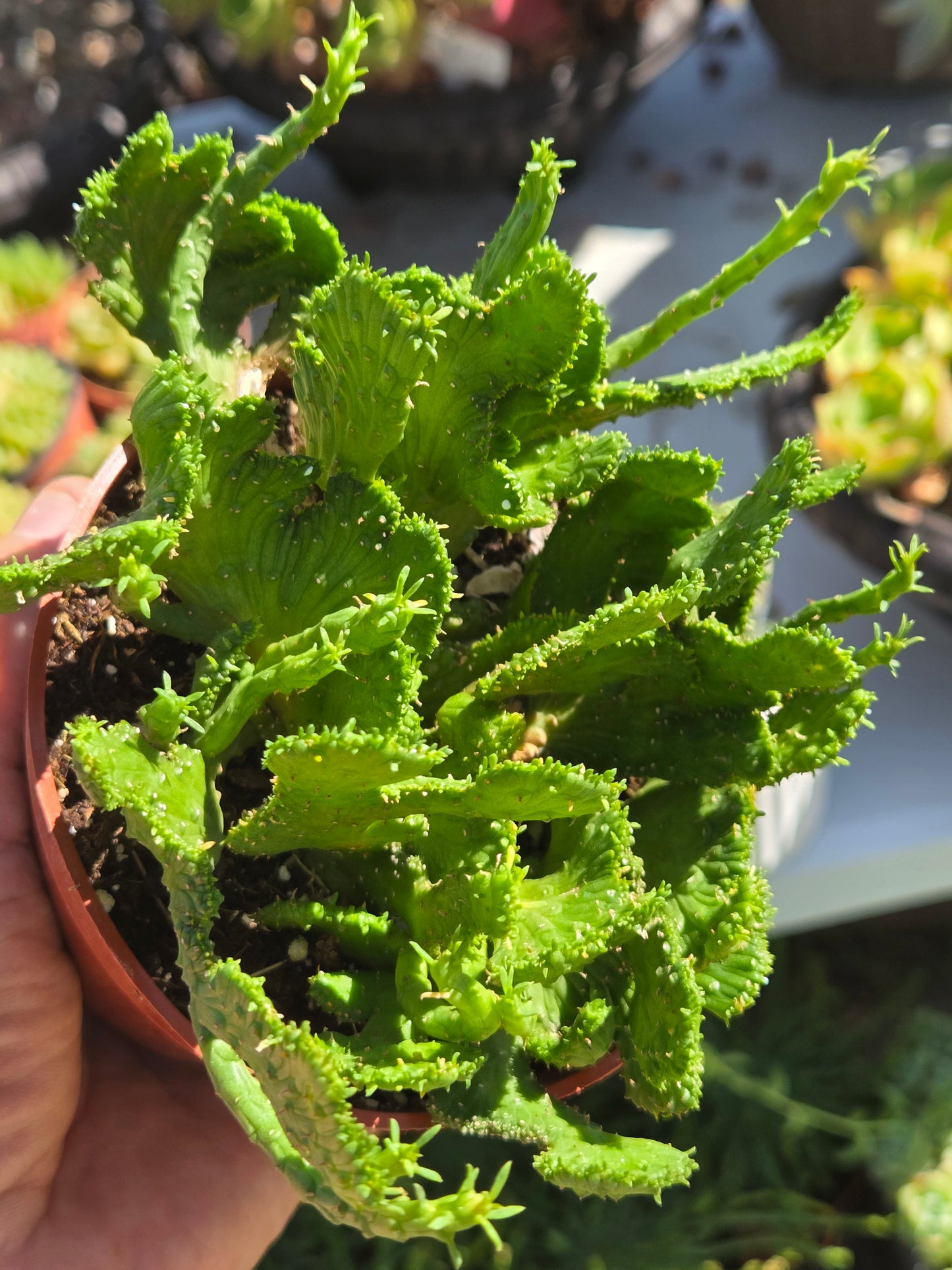 4" Euphorbia Flanaganii Medusa Crested