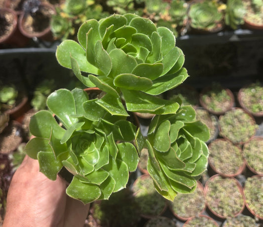 4" Green Aeonium Arboreum (3 rossetas in each pot) Succulent plant