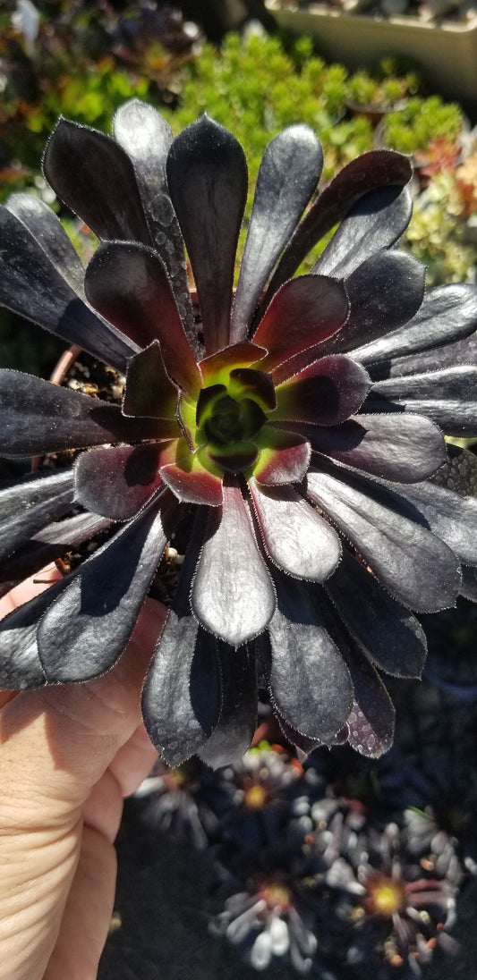 Aeonium Zwartkop "Black Prince" (4" pot)