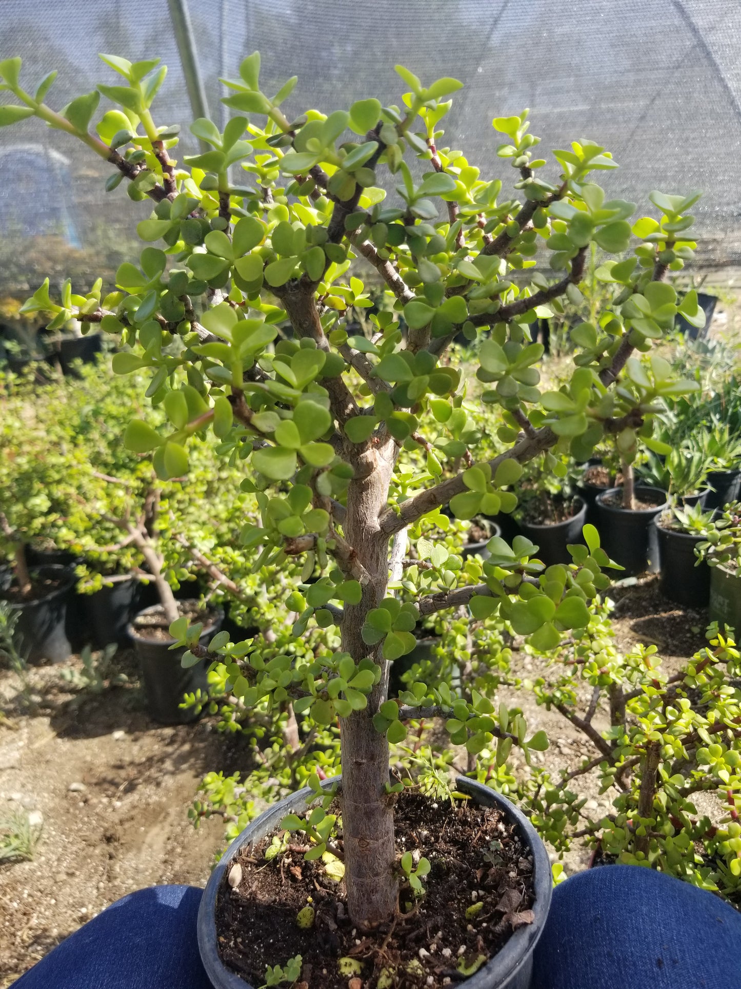 Portulacaria Afra "Elephant Bush Tree"