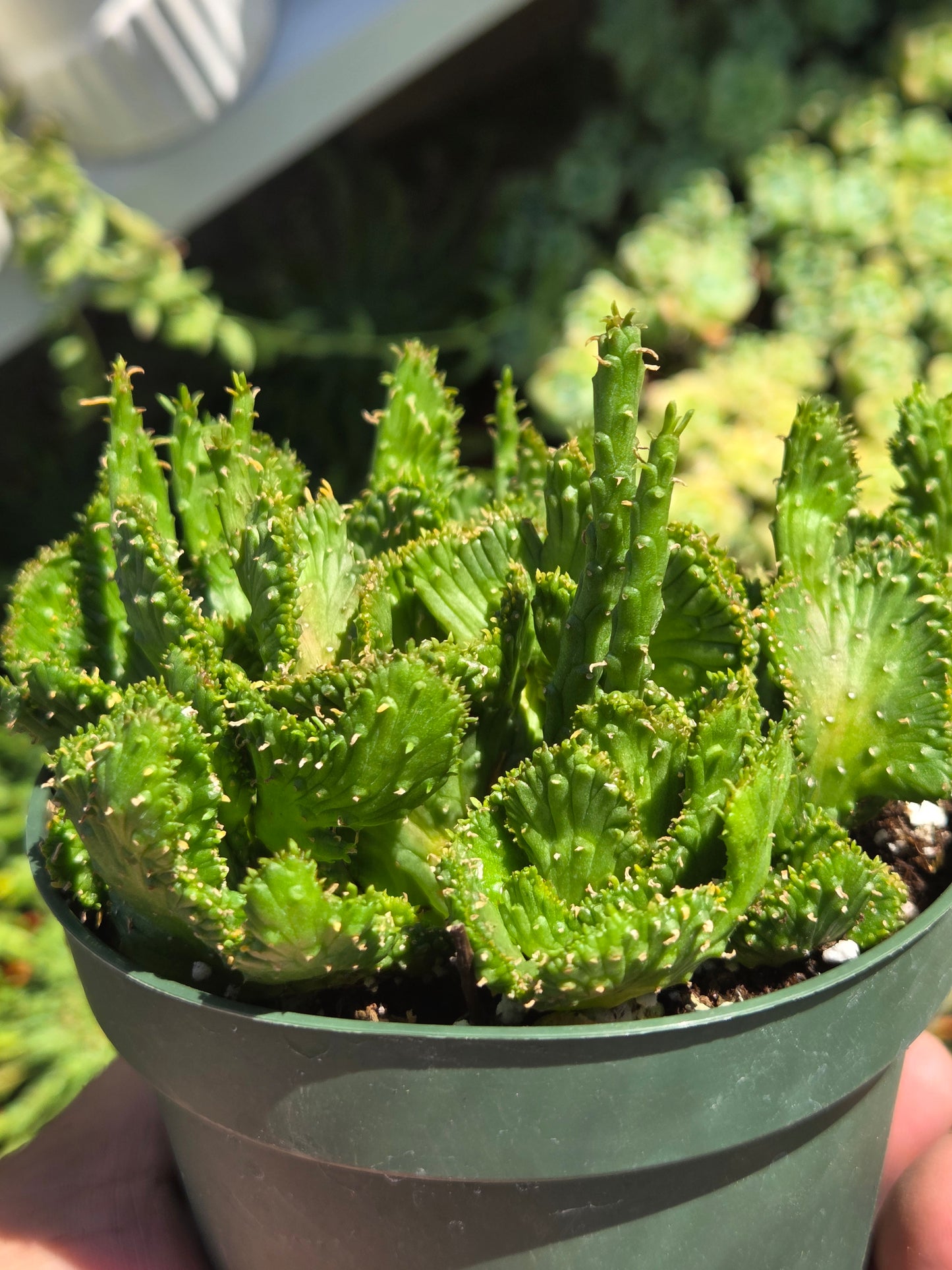 4" Euphorbia Flanaganii Medusa Crested