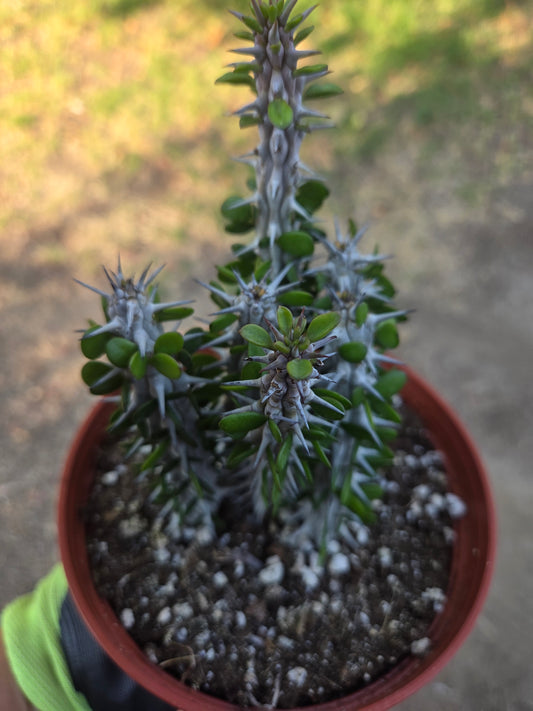 Alludia Procera Madagascar "Ocotillo" Cactus (6" Pot)
