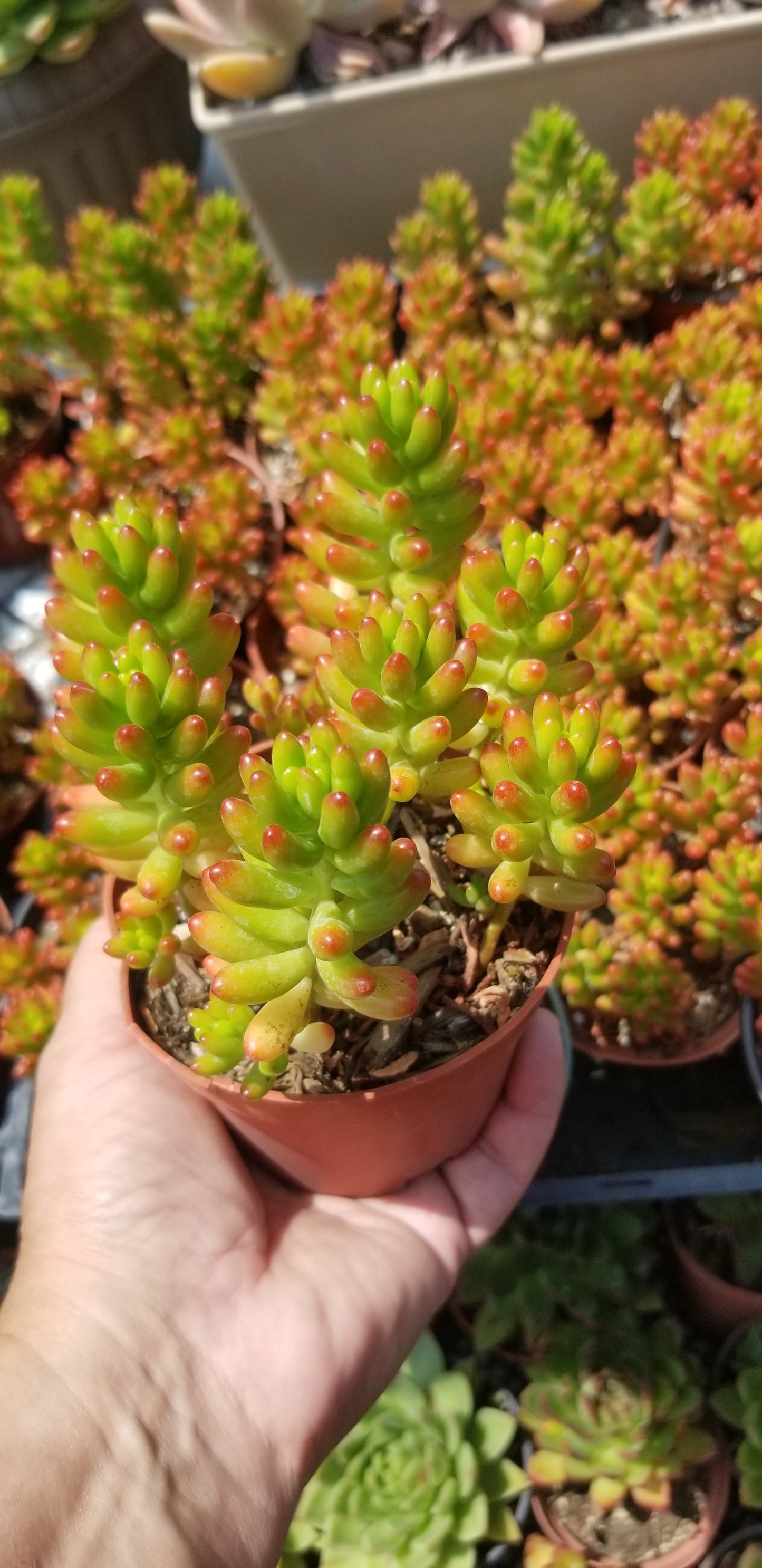 Sedum Jelly Beans (4"pot)