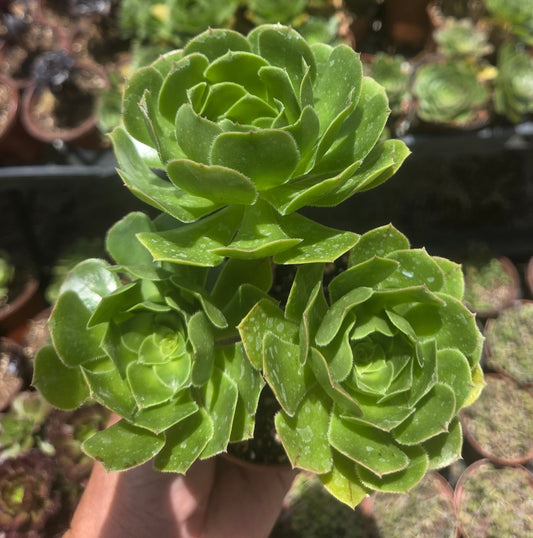 4" Green Aeonium Arboreum (3 rossetas in each pot) Succulent plant